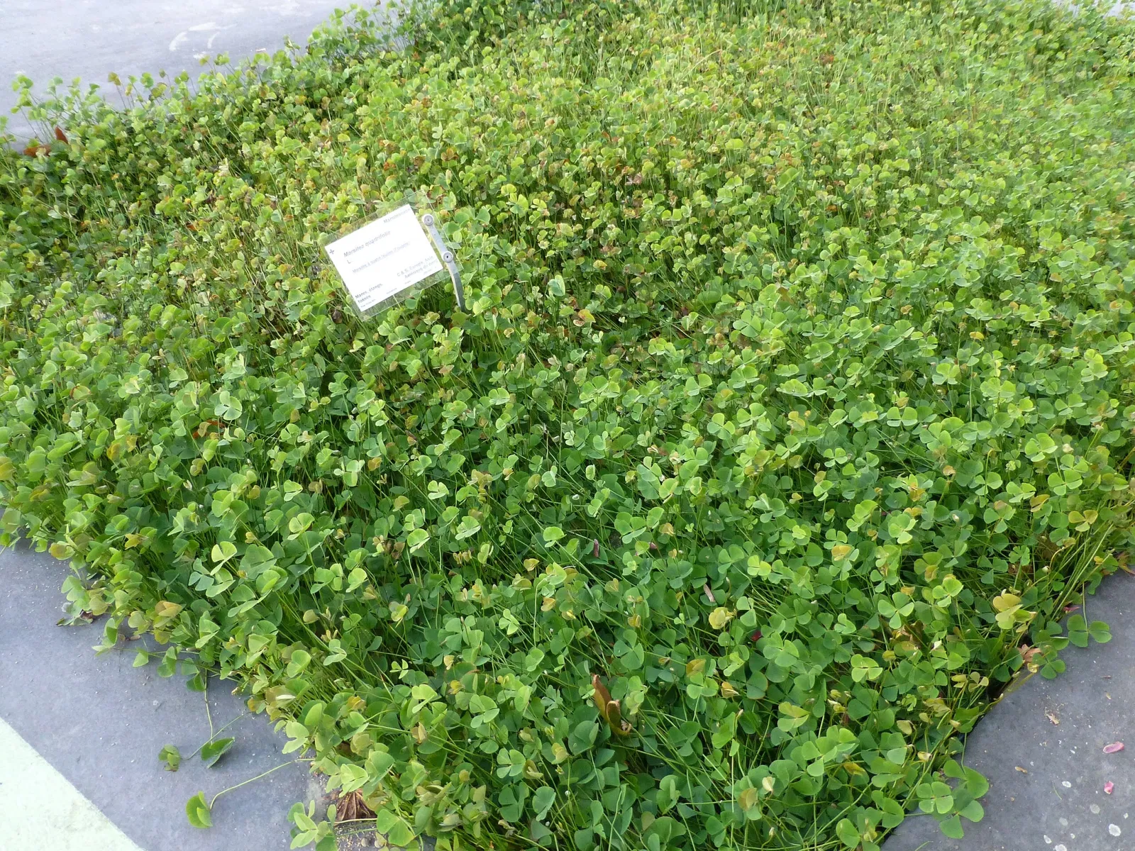 Jardin Botanique de Bordeaux