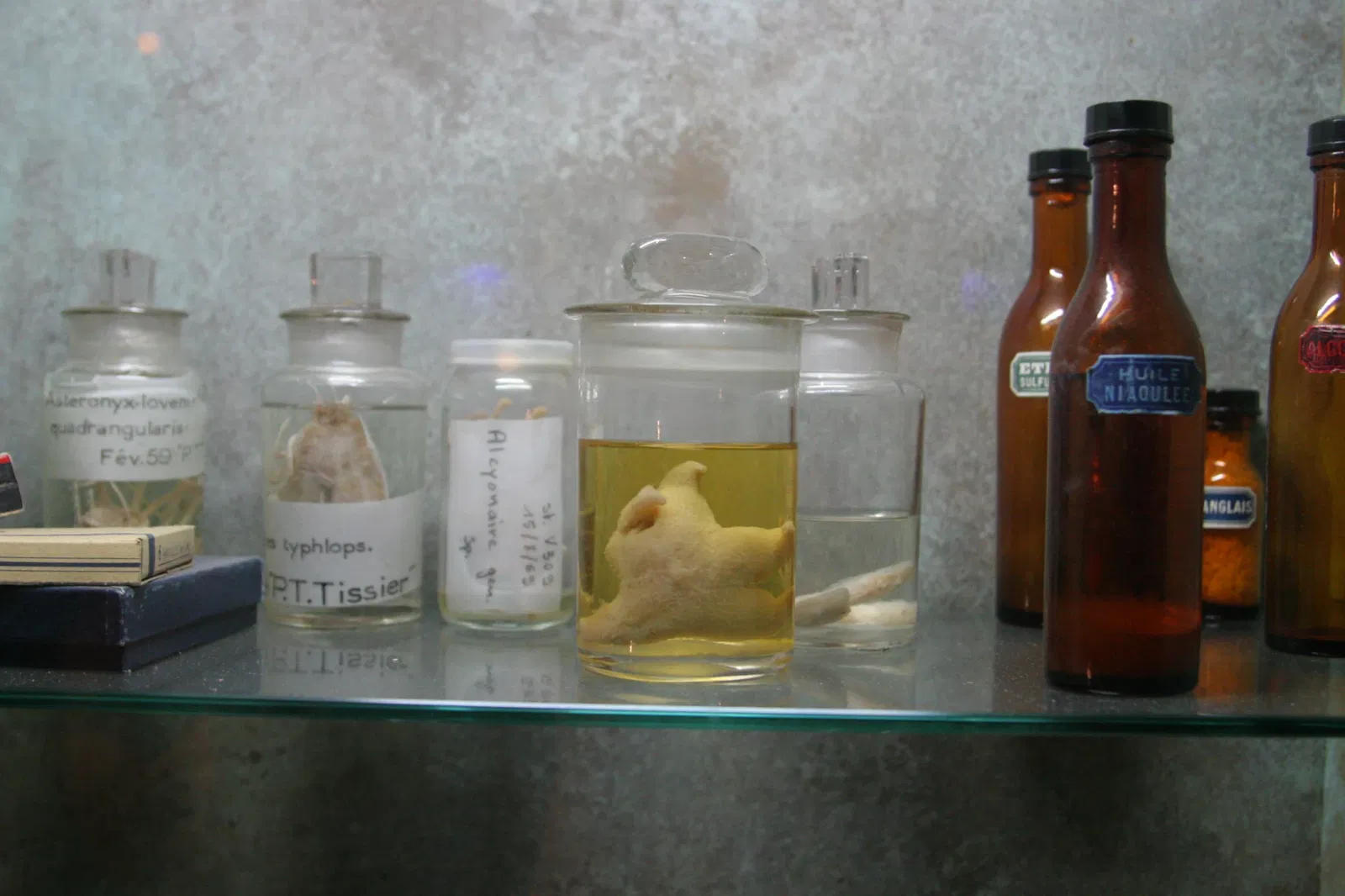 Planet Ocean Montpellier