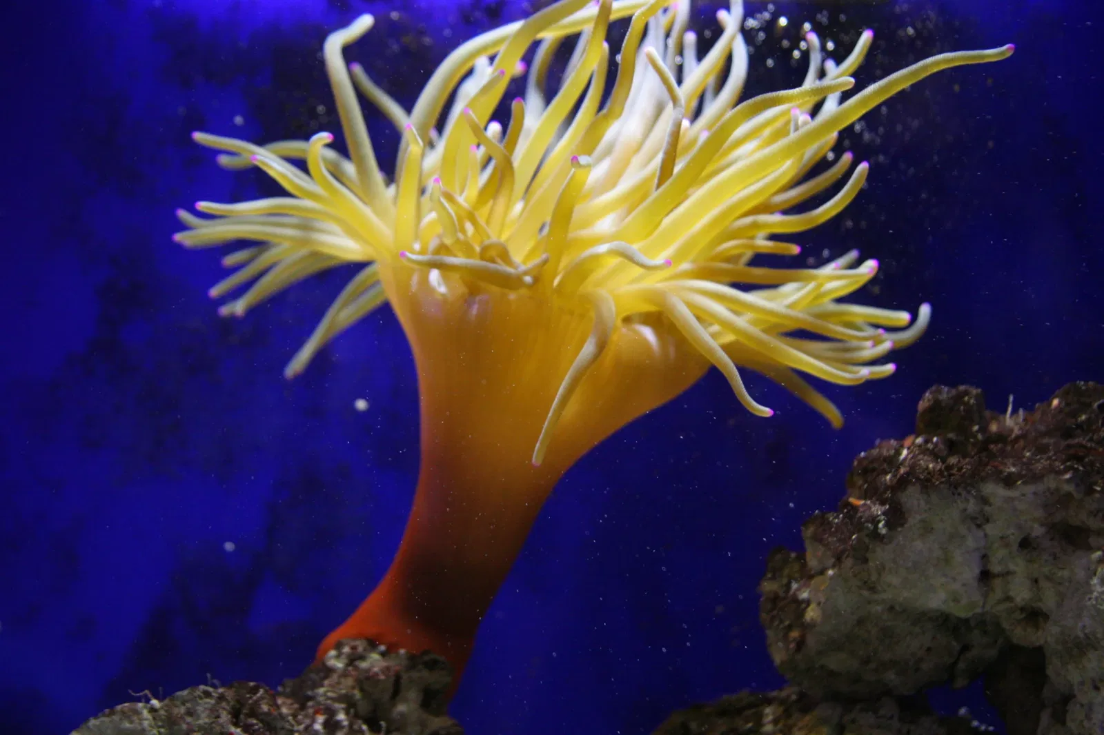 Planet Ocean Montpellier