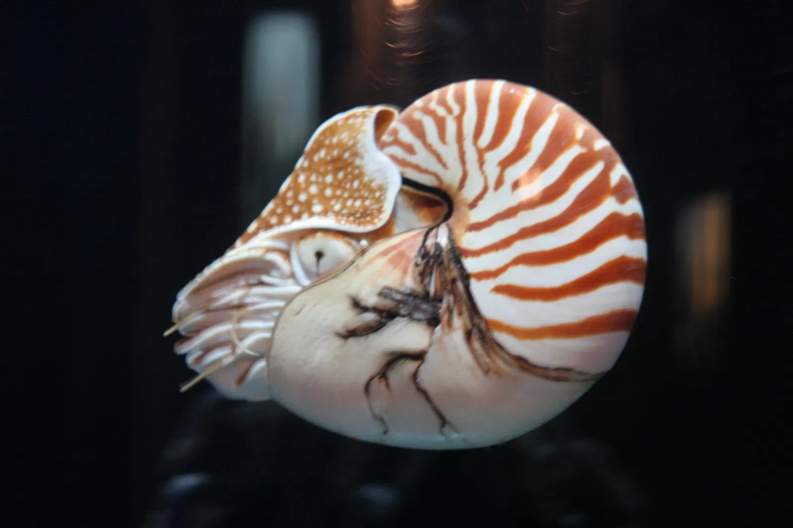 Planet Ocean Montpellier