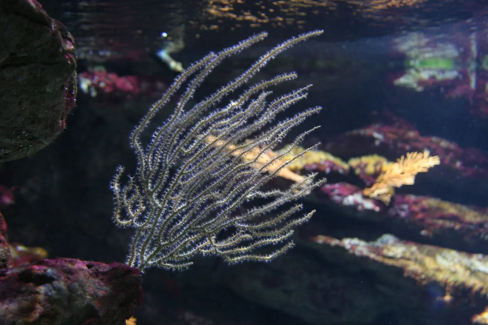 Planet Ocean Montpellier