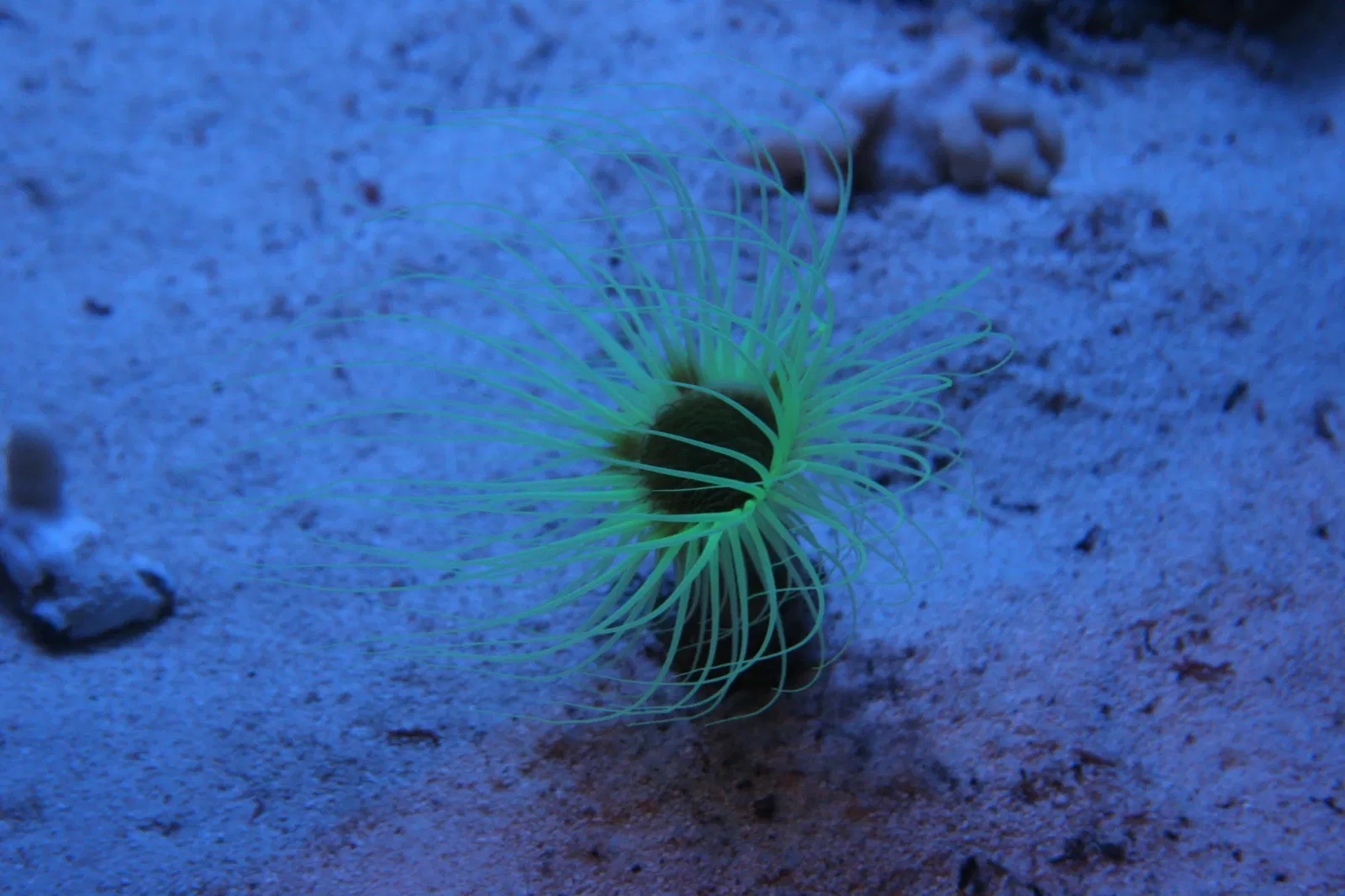 Planet Ocean Montpellier