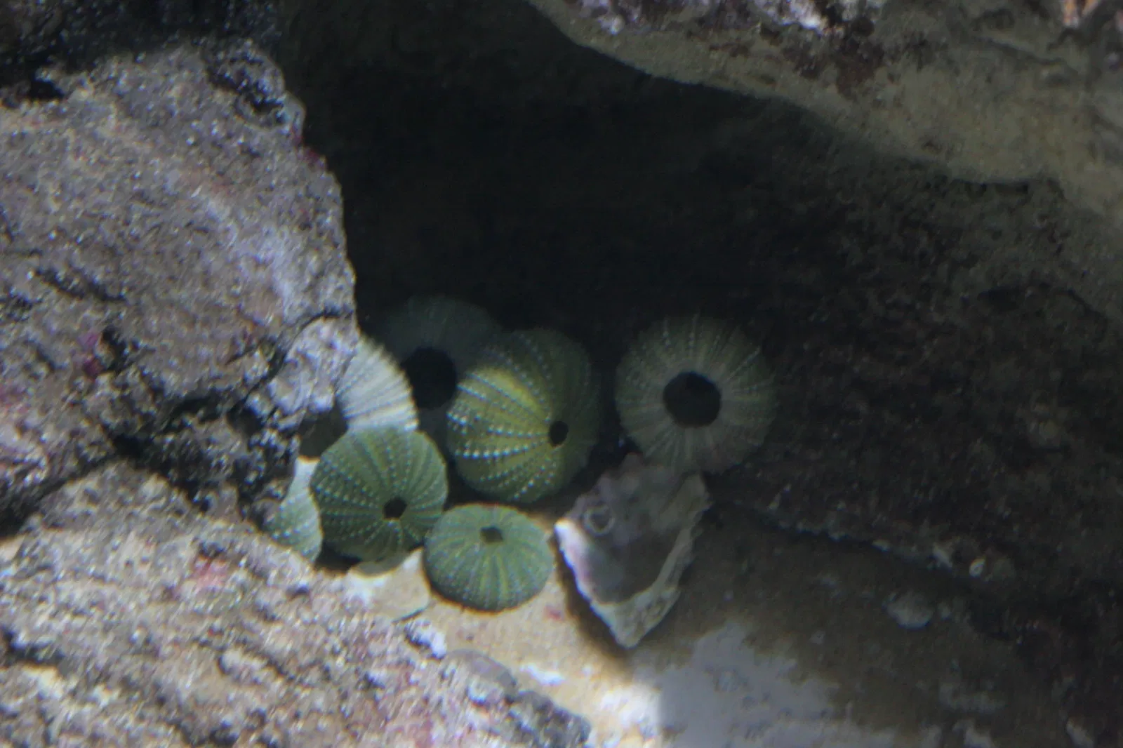 Planet Ocean Montpellier