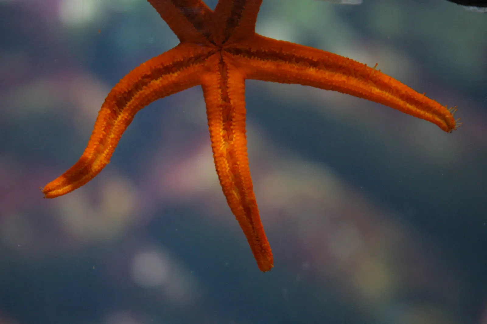 Planet Ocean Montpellier