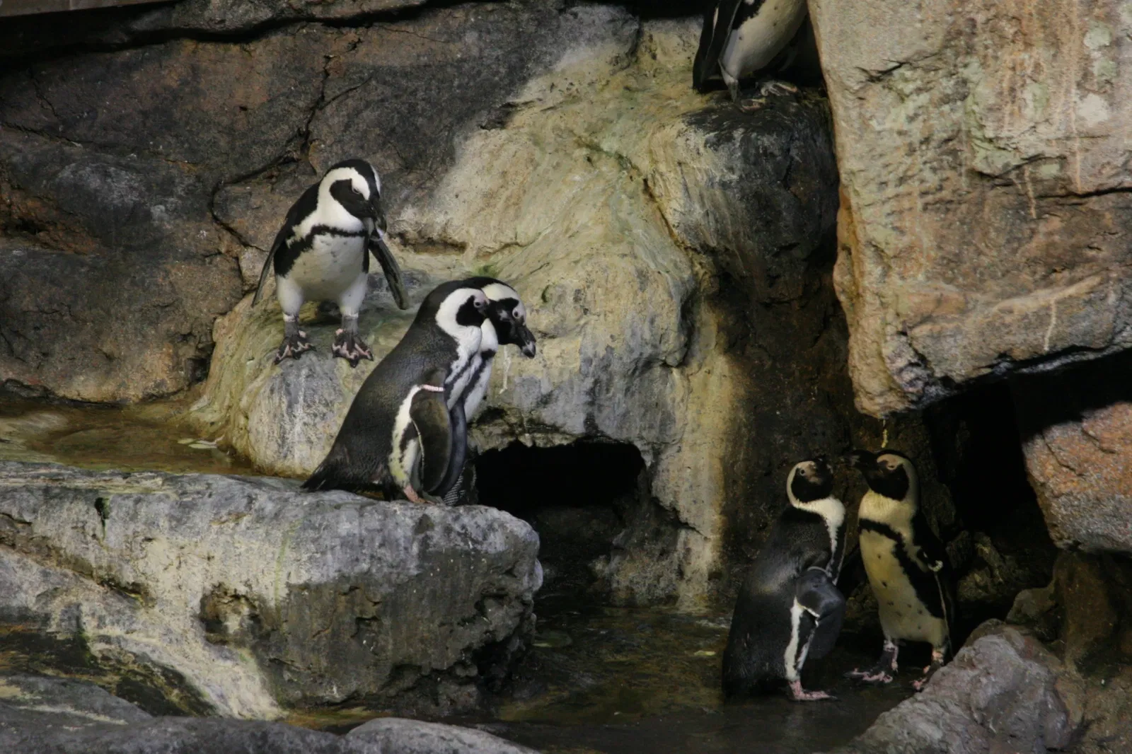 Planet Ocean Montpellier