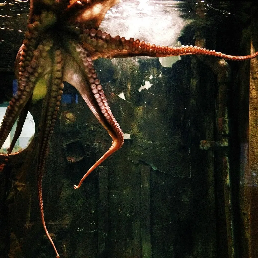 Planet Ocean Montpellier