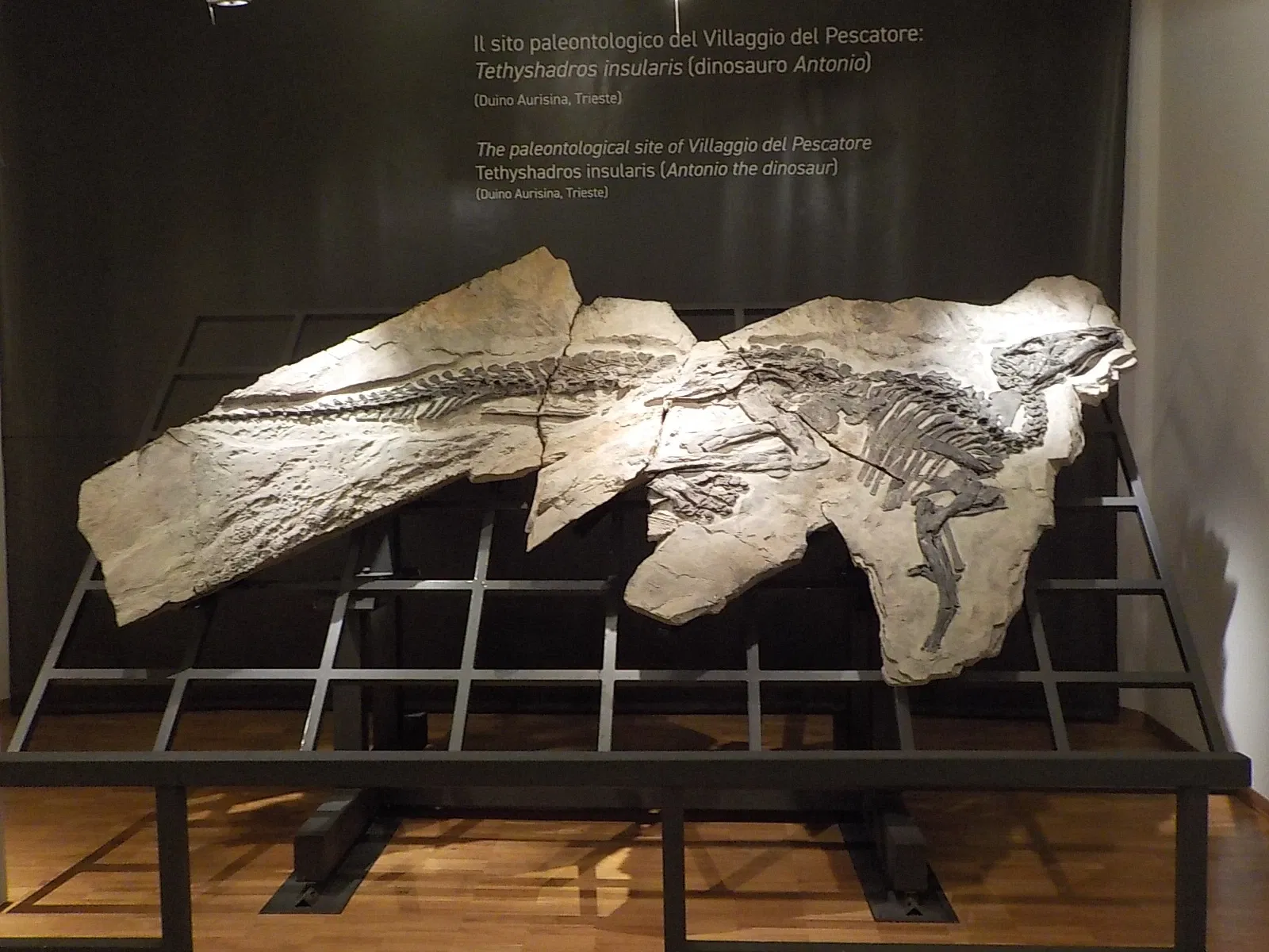 Civic Museum of Natural History of Trieste