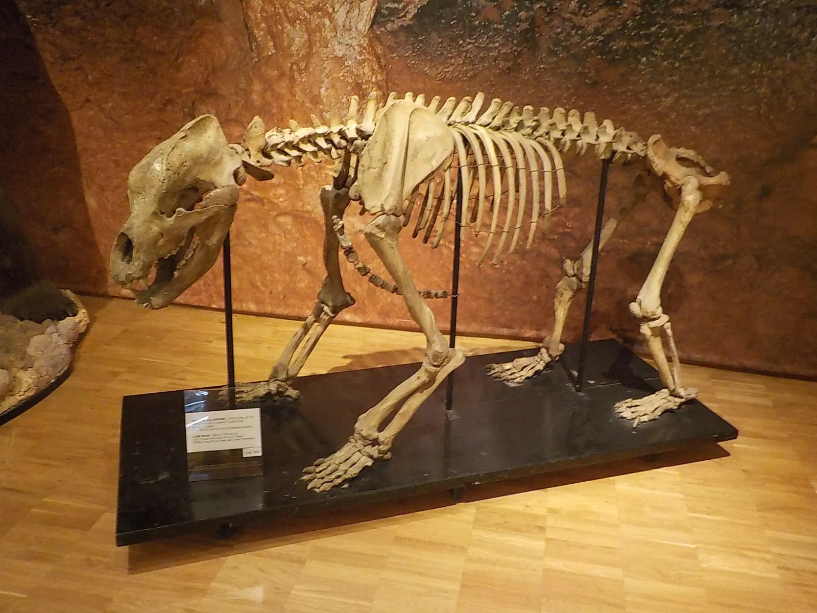 Museo Civico di Storia Naturale di Trieste