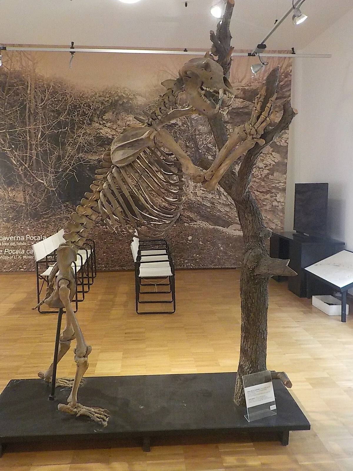 Museo di Storia Naturale (Triest)