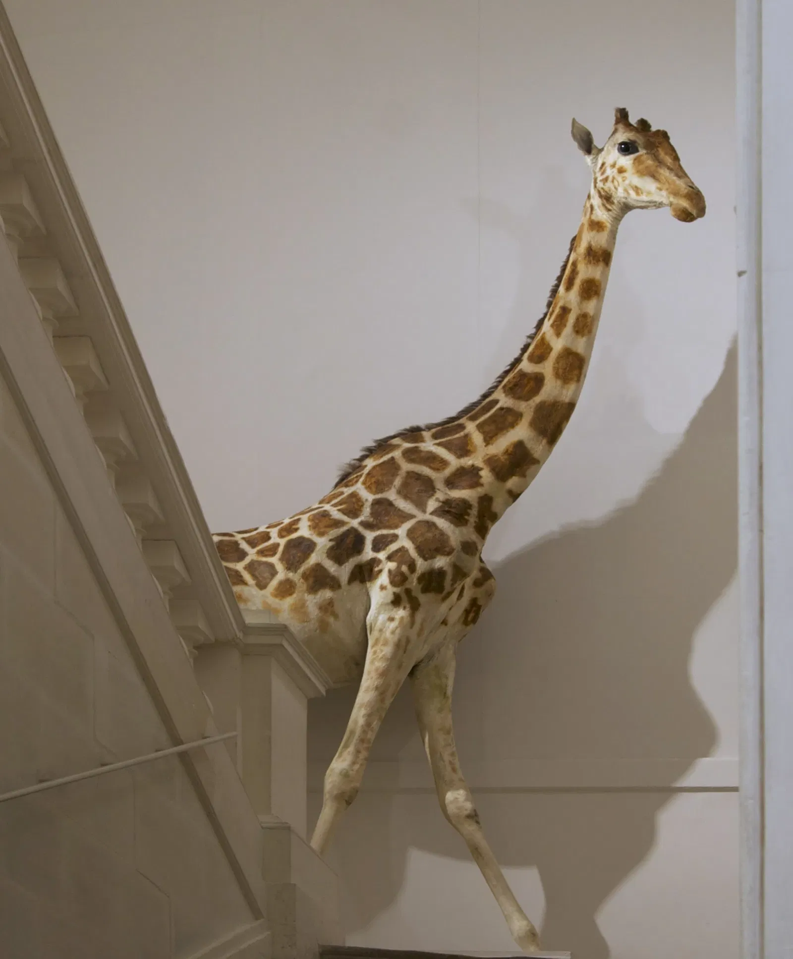 Muséum d'Histoire Naturelle de La Rochelle