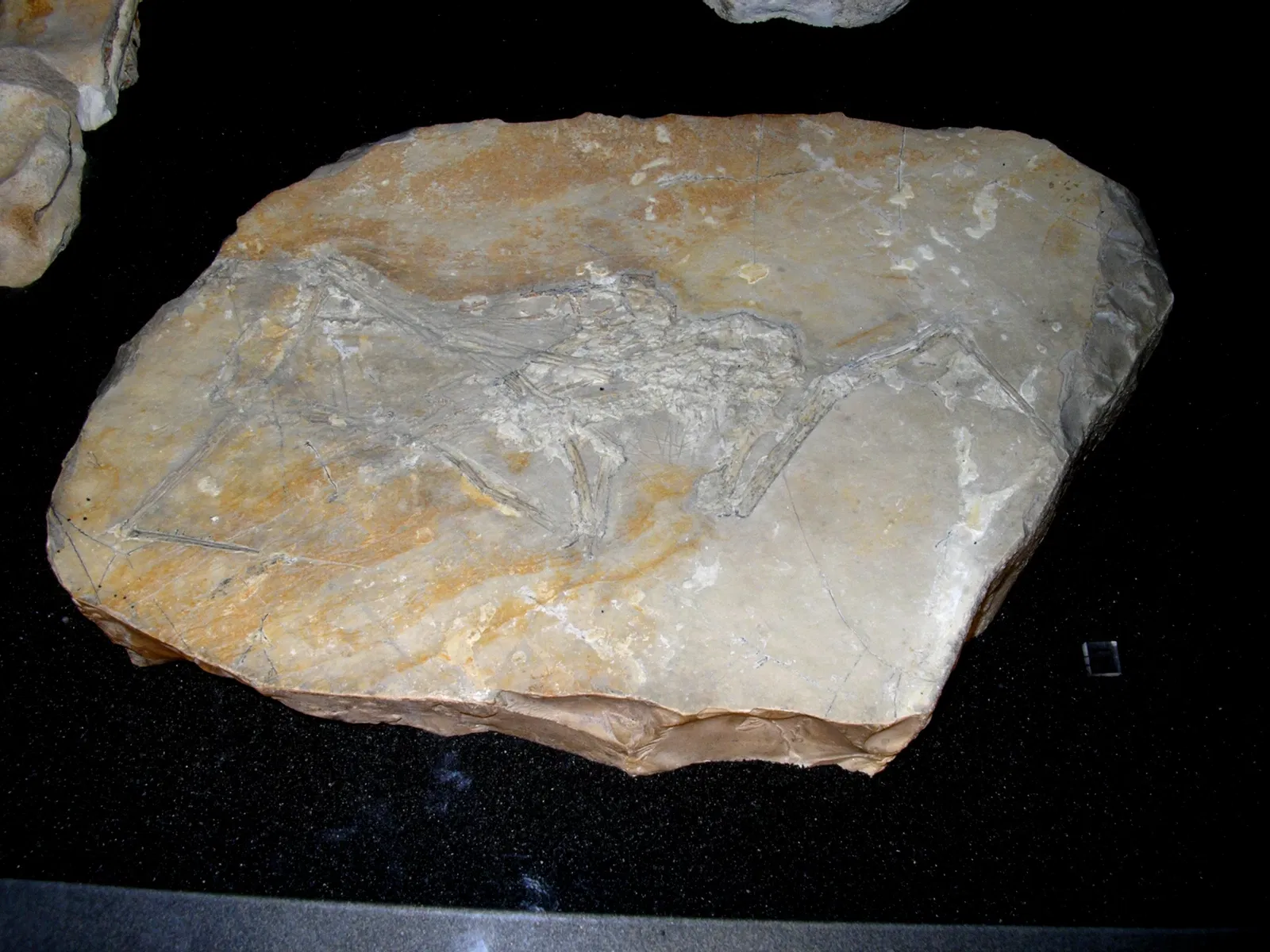 Muséum d'Histoire Naturelle de La Rochelle