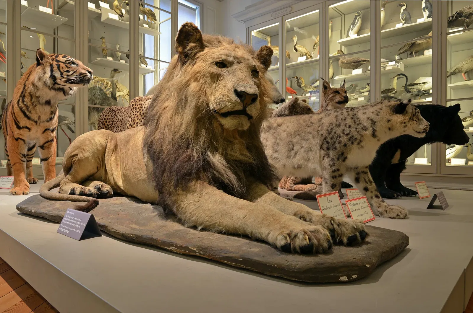Muséum d'Histoire Naturelle de La Rochelle