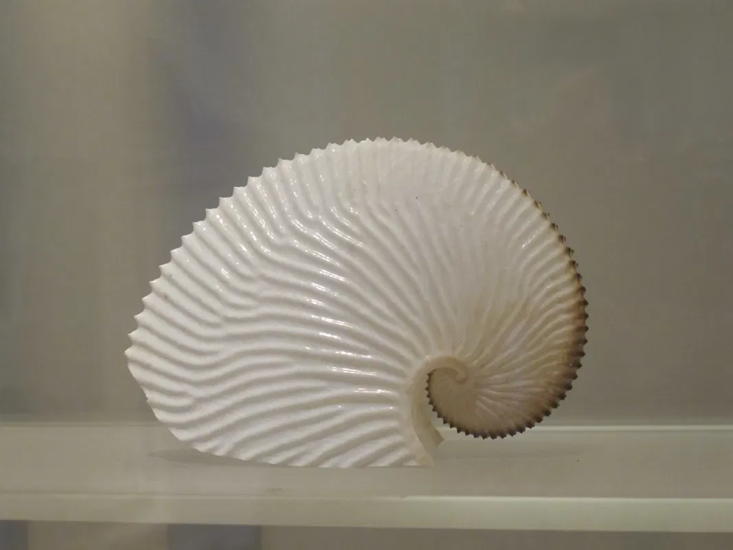 Muséum d'Histoire Naturelle de La Rochelle