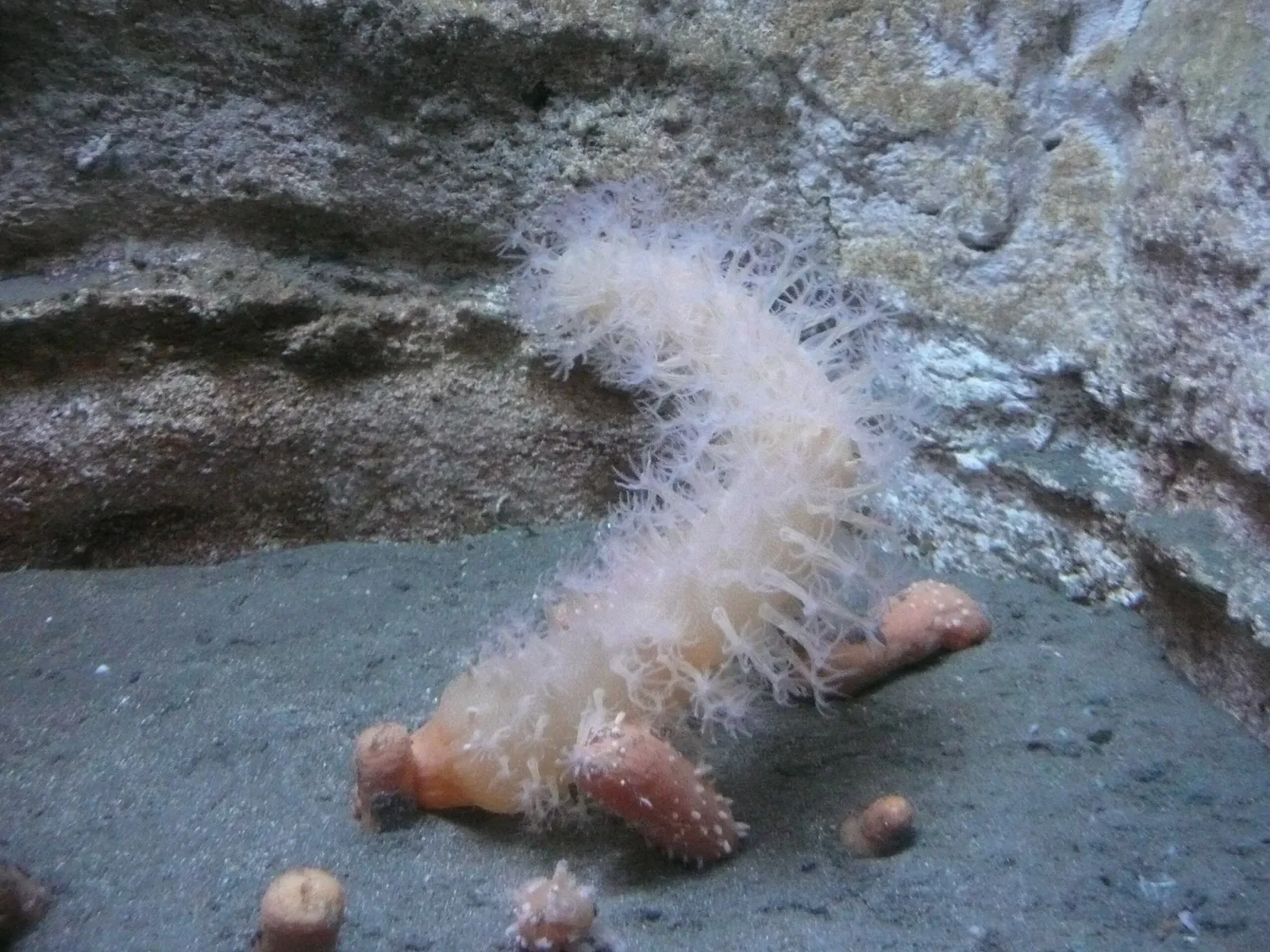 Aquarium de La Rochelle