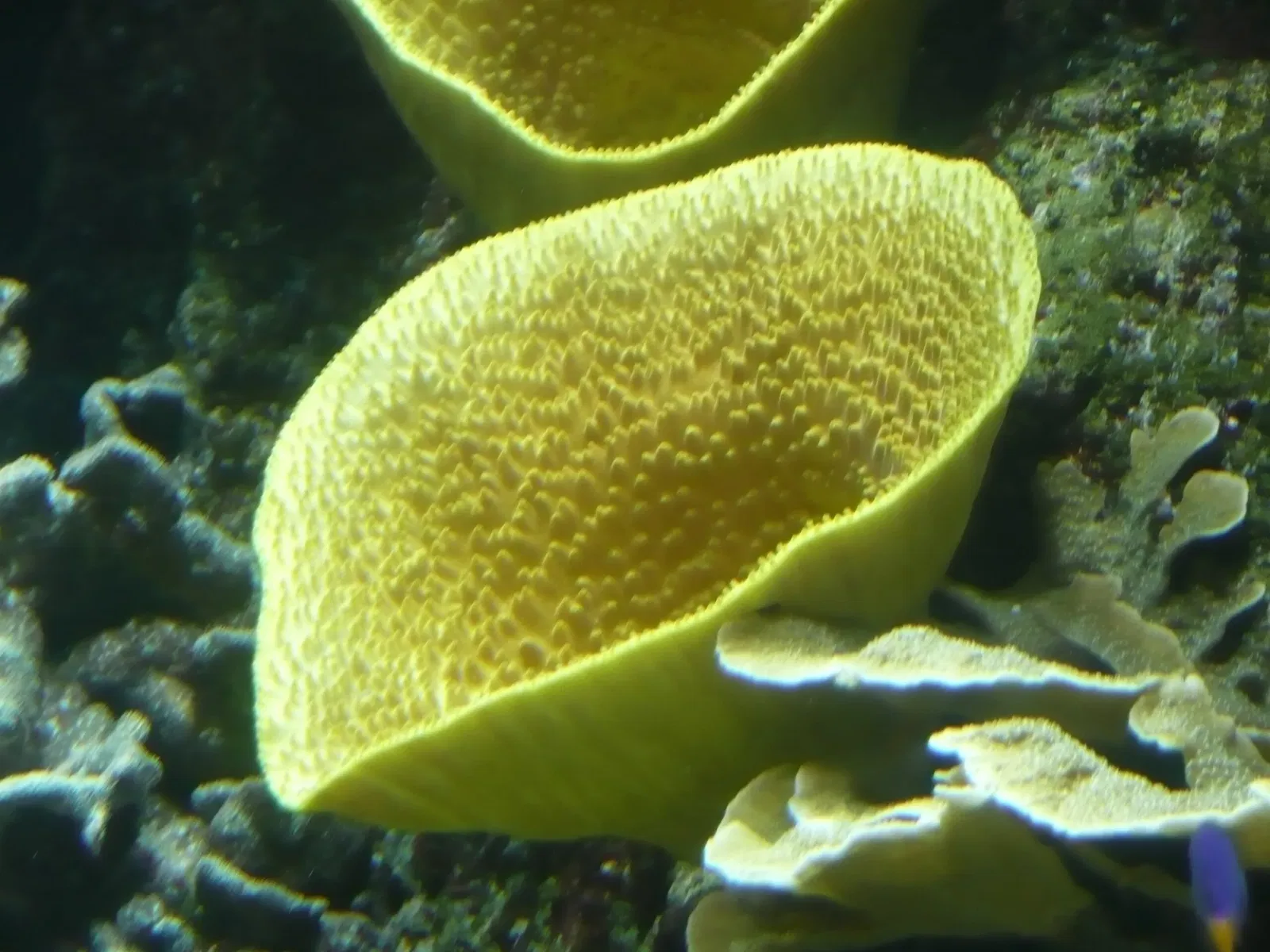 Aquarium de La Rochelle