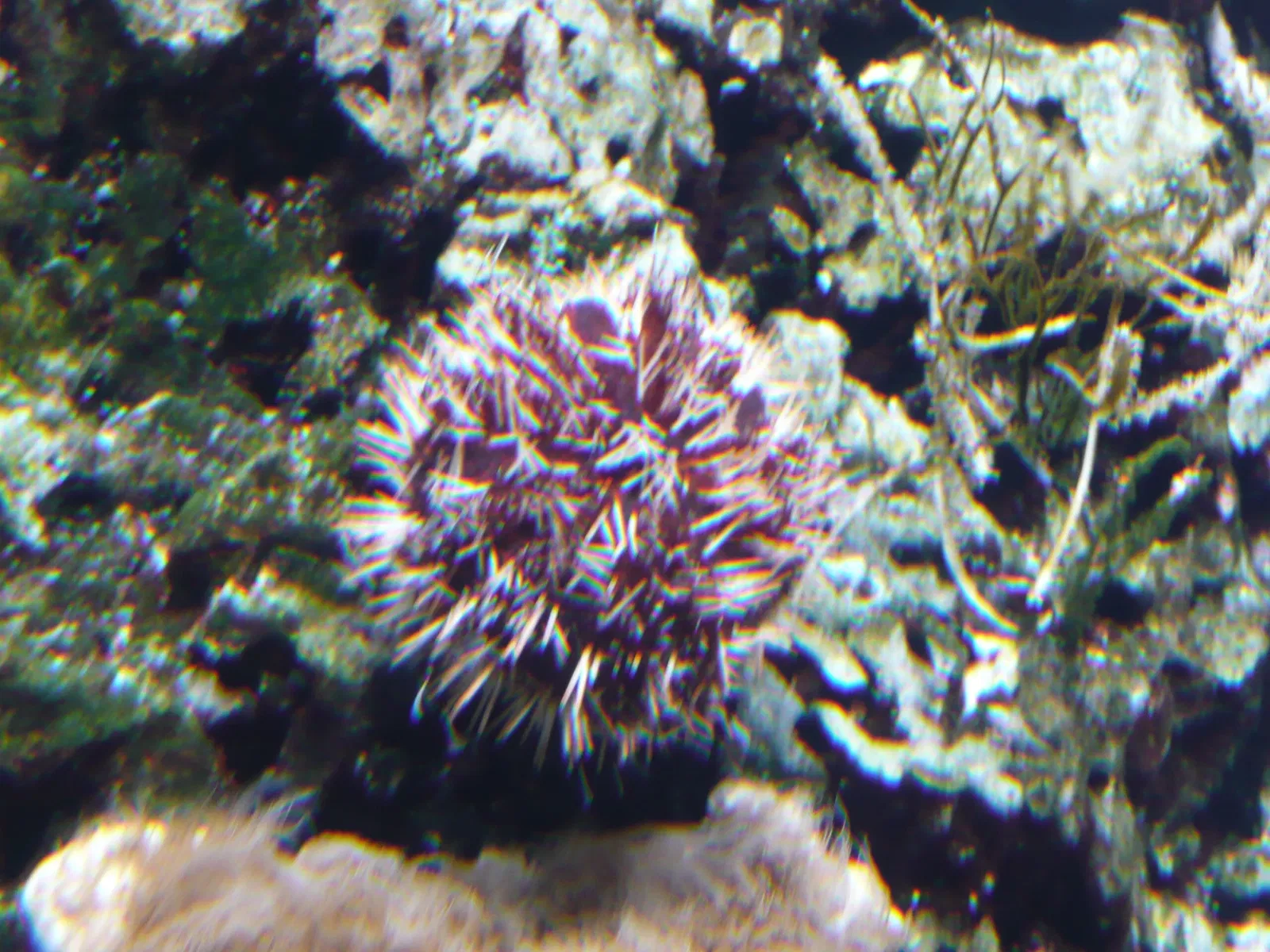 Aquarium de La Rochelle