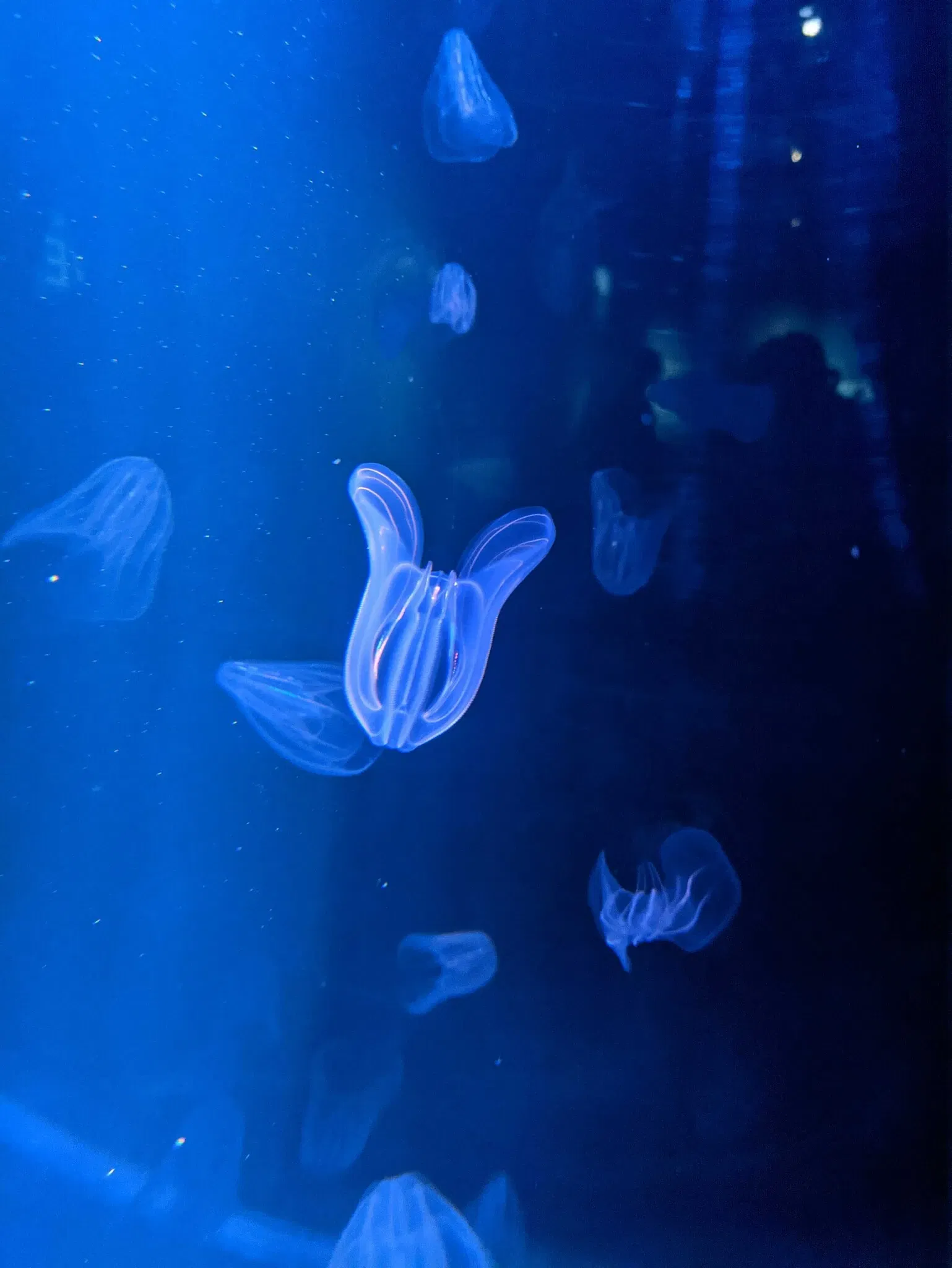 Aquarium de La Rochelle