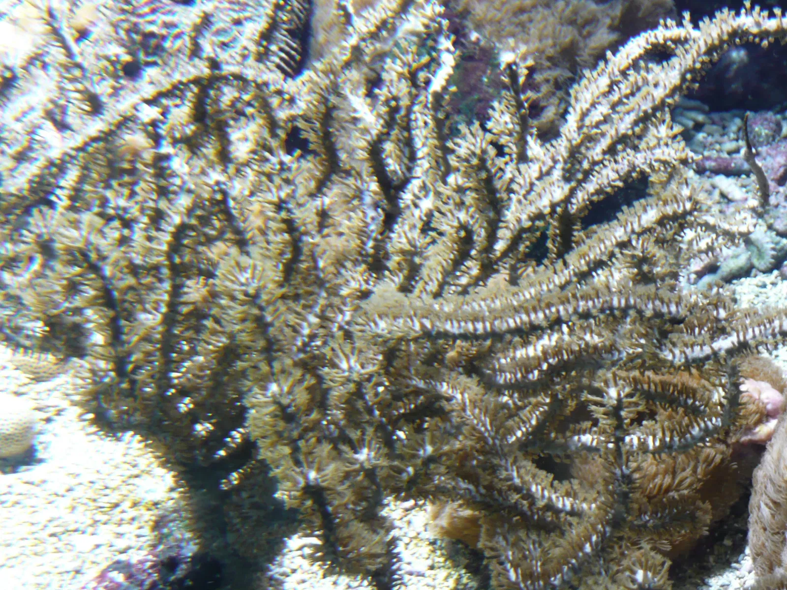 Aquarium de La Rochelle