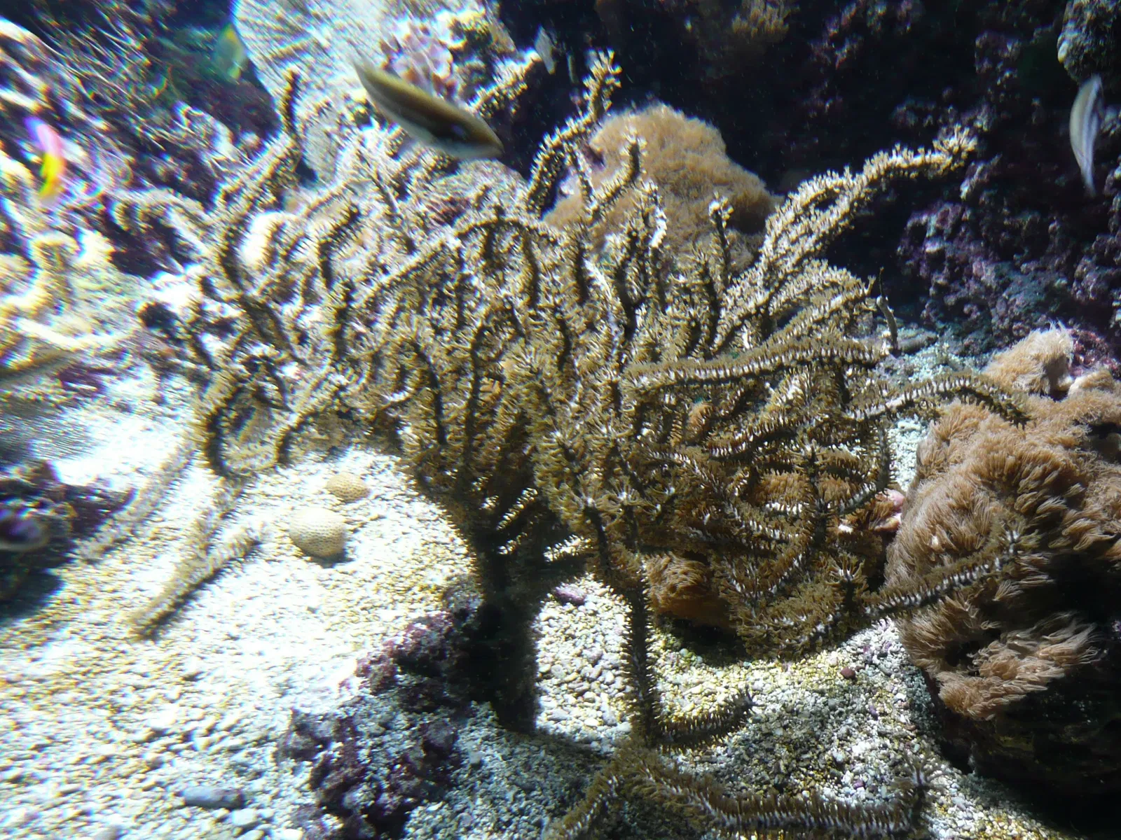 Aquarium de La Rochelle