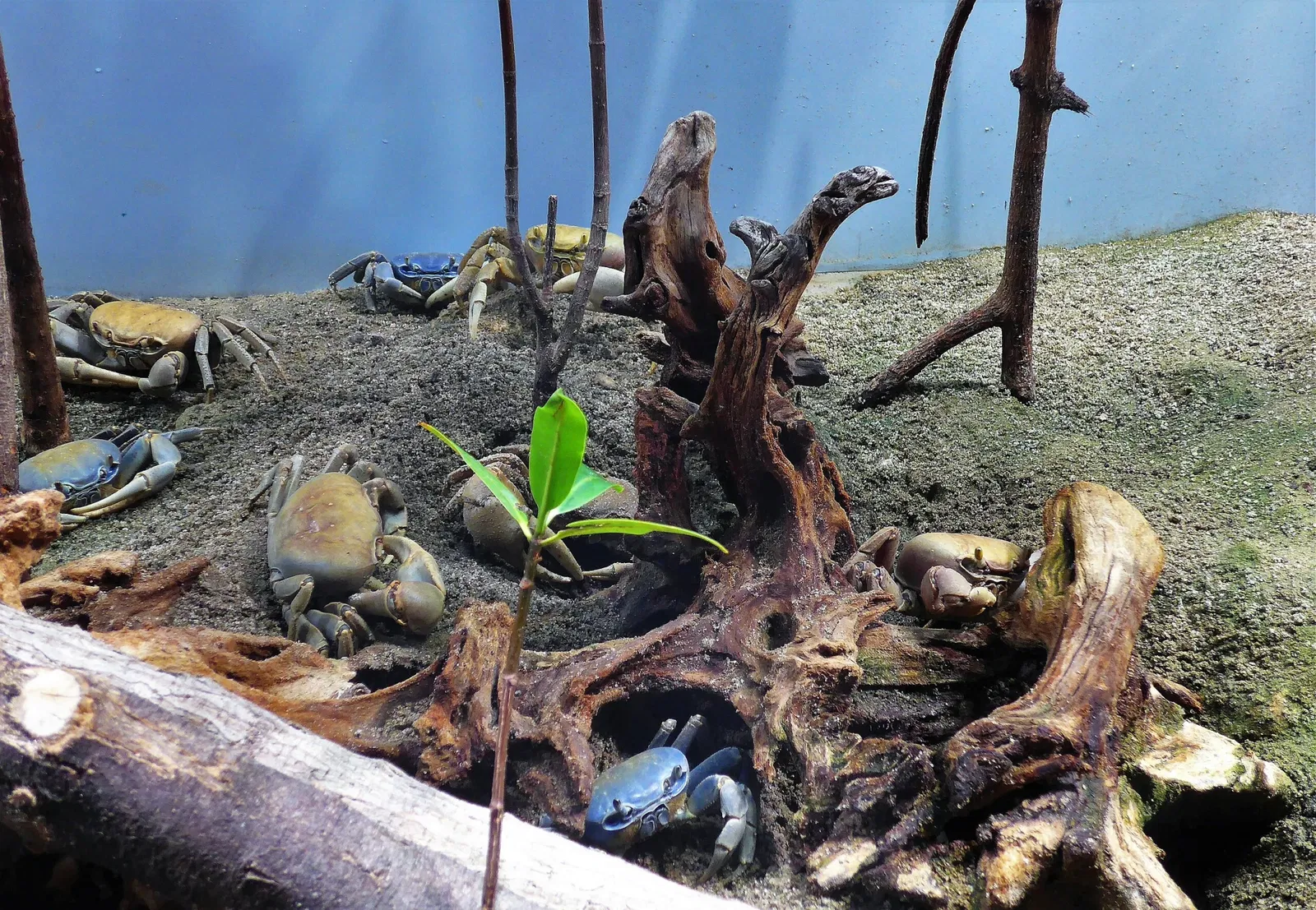 Aquarium de La Rochelle