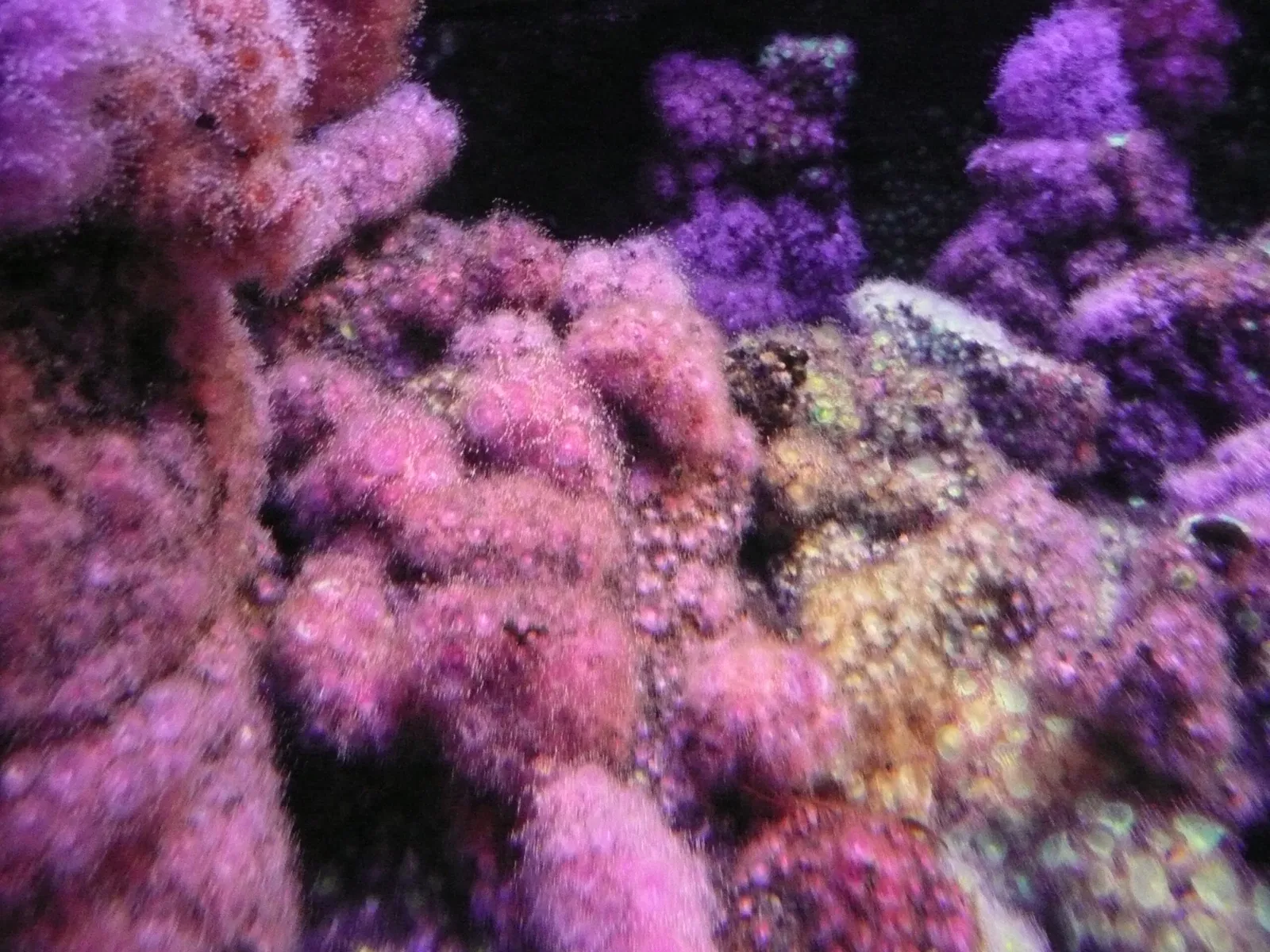 Aquarium de La Rochelle