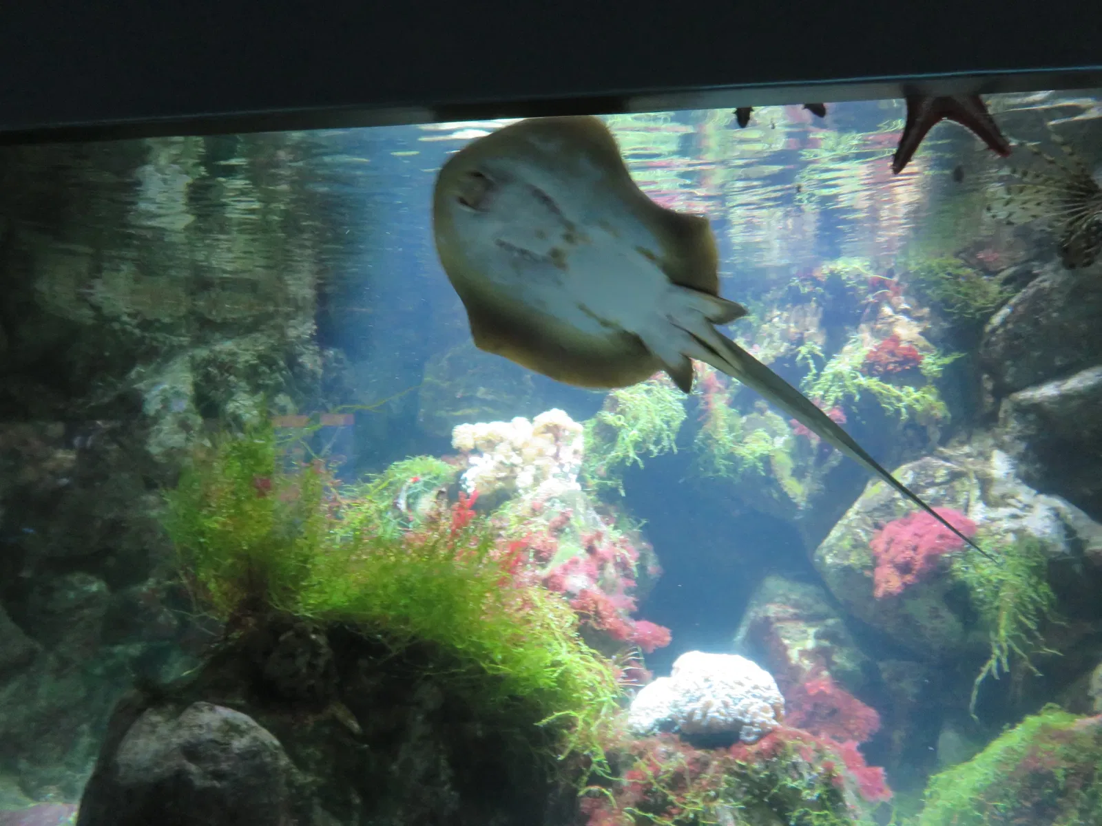 Aquarium de La Rochelle