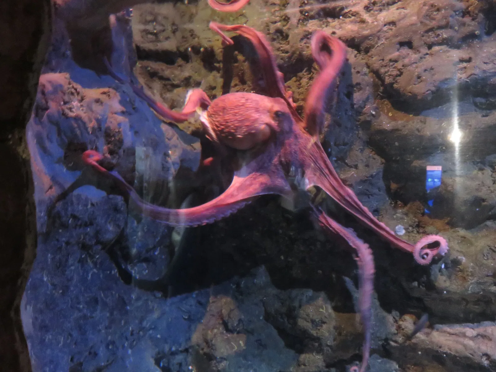 Aquarium de La Rochelle