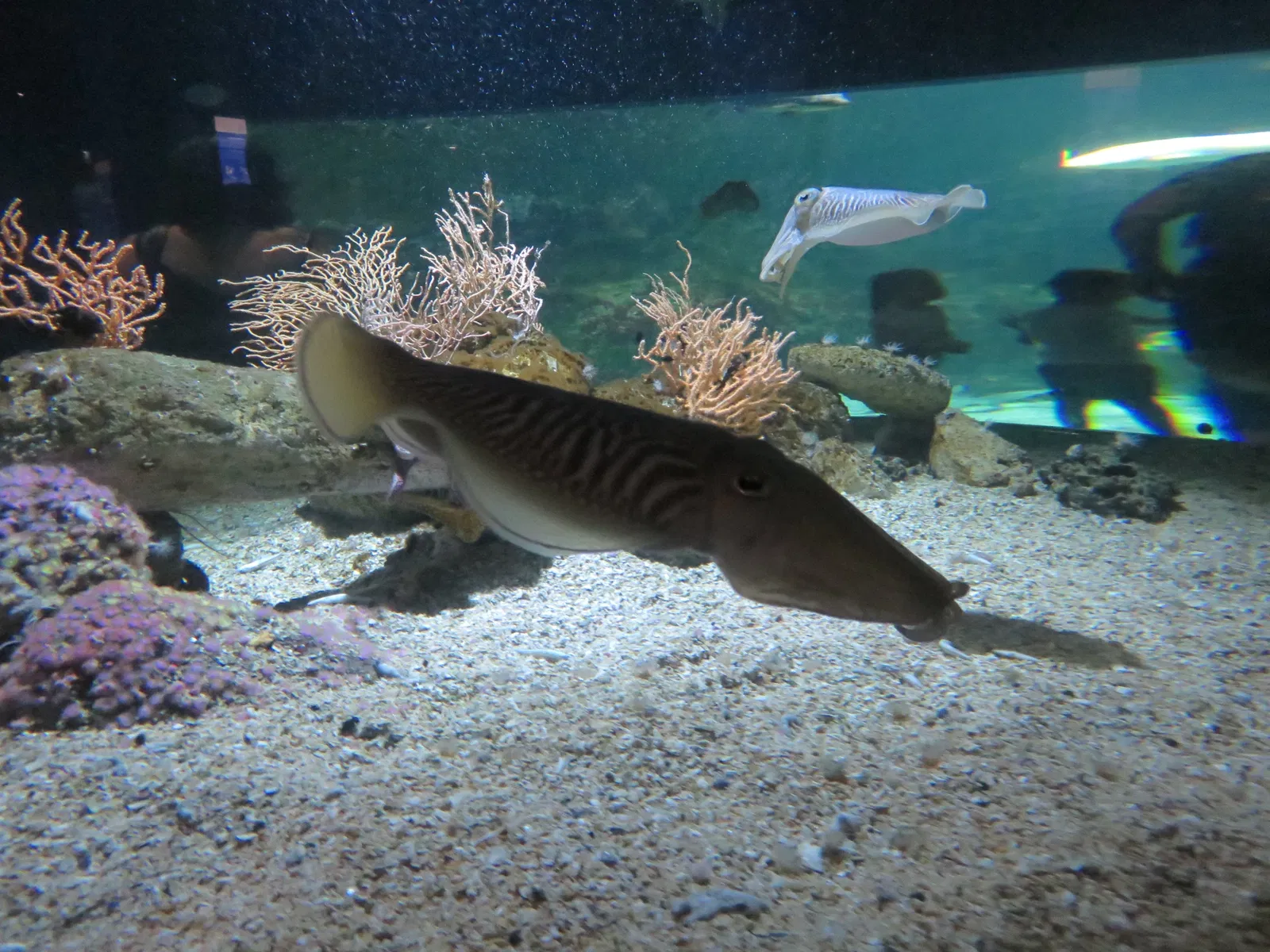Aquarium de La Rochelle
