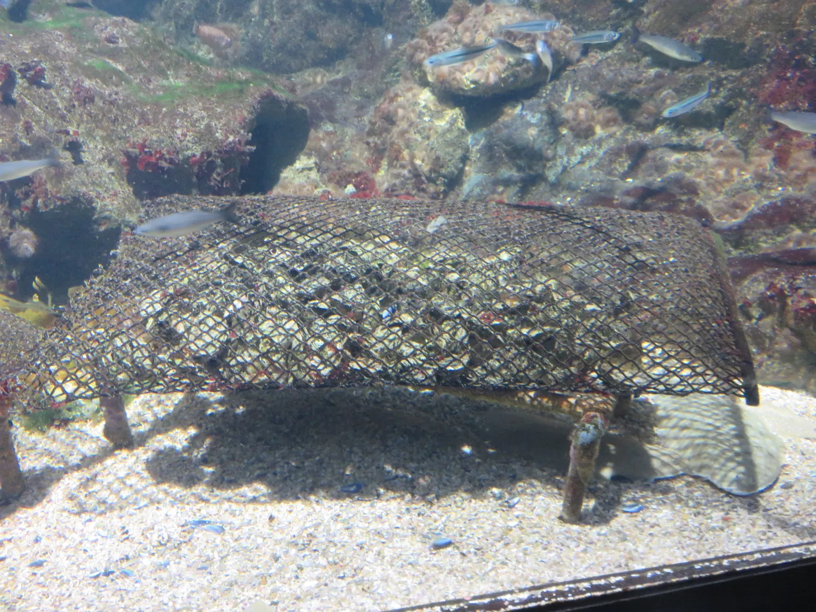 Aquarium de La Rochelle