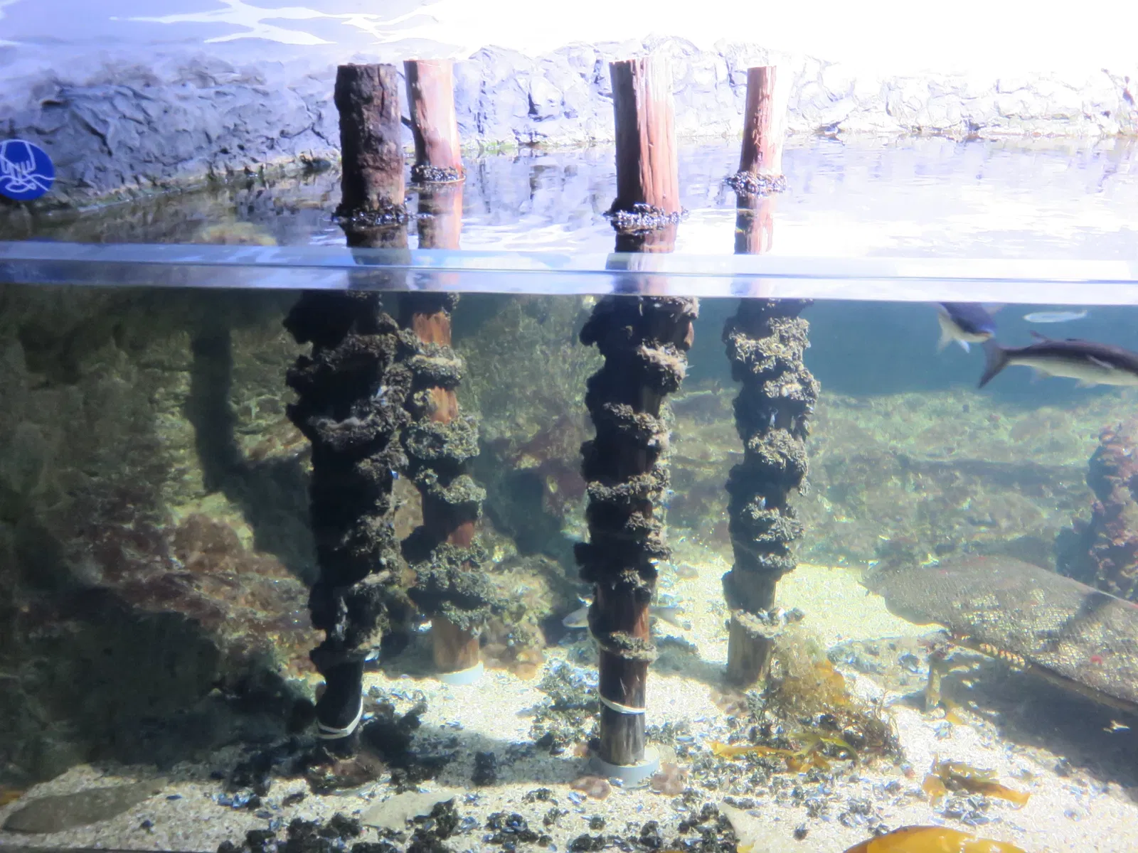 Aquarium de La Rochelle