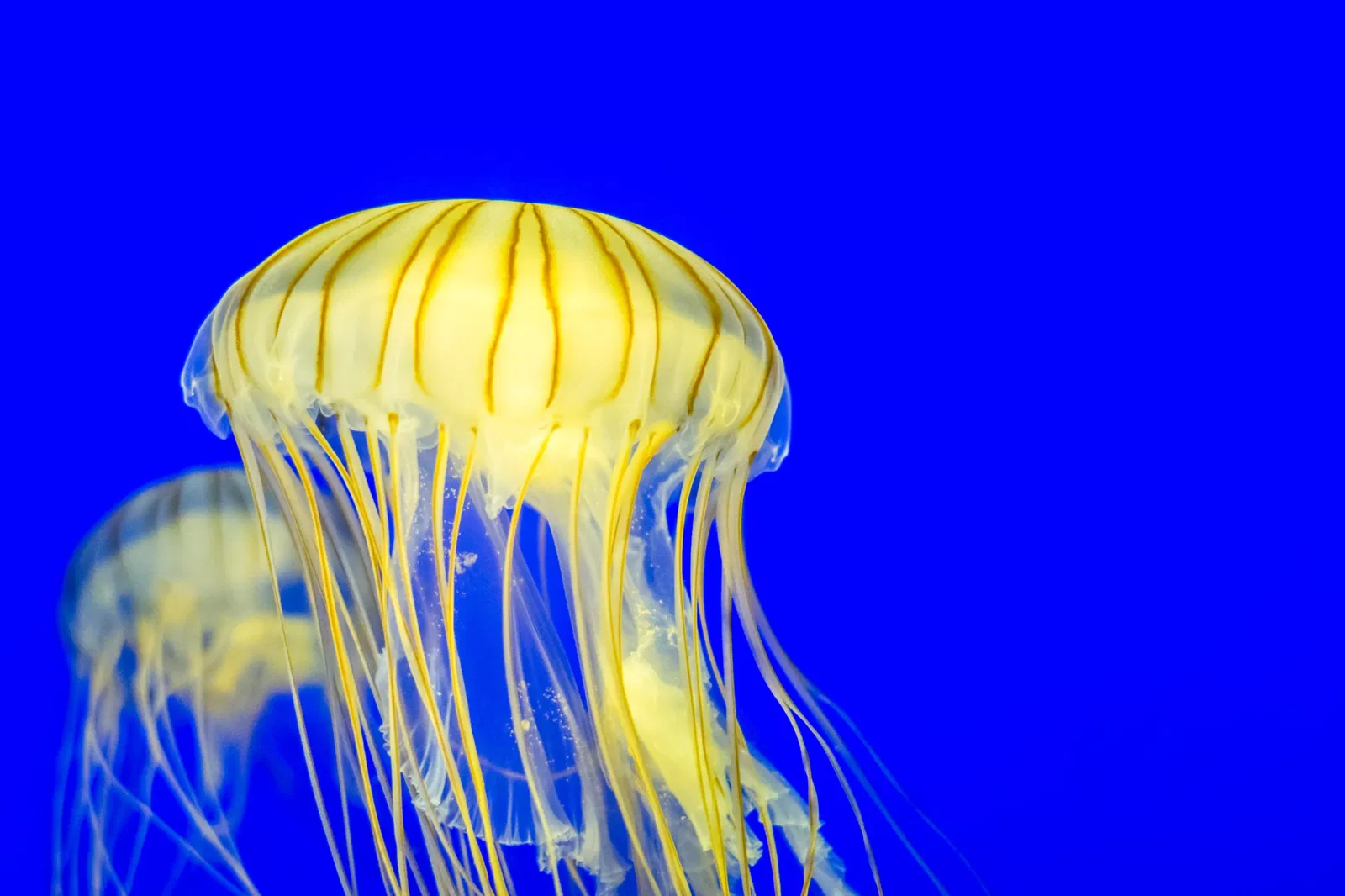 Aquarium de La Rochelle