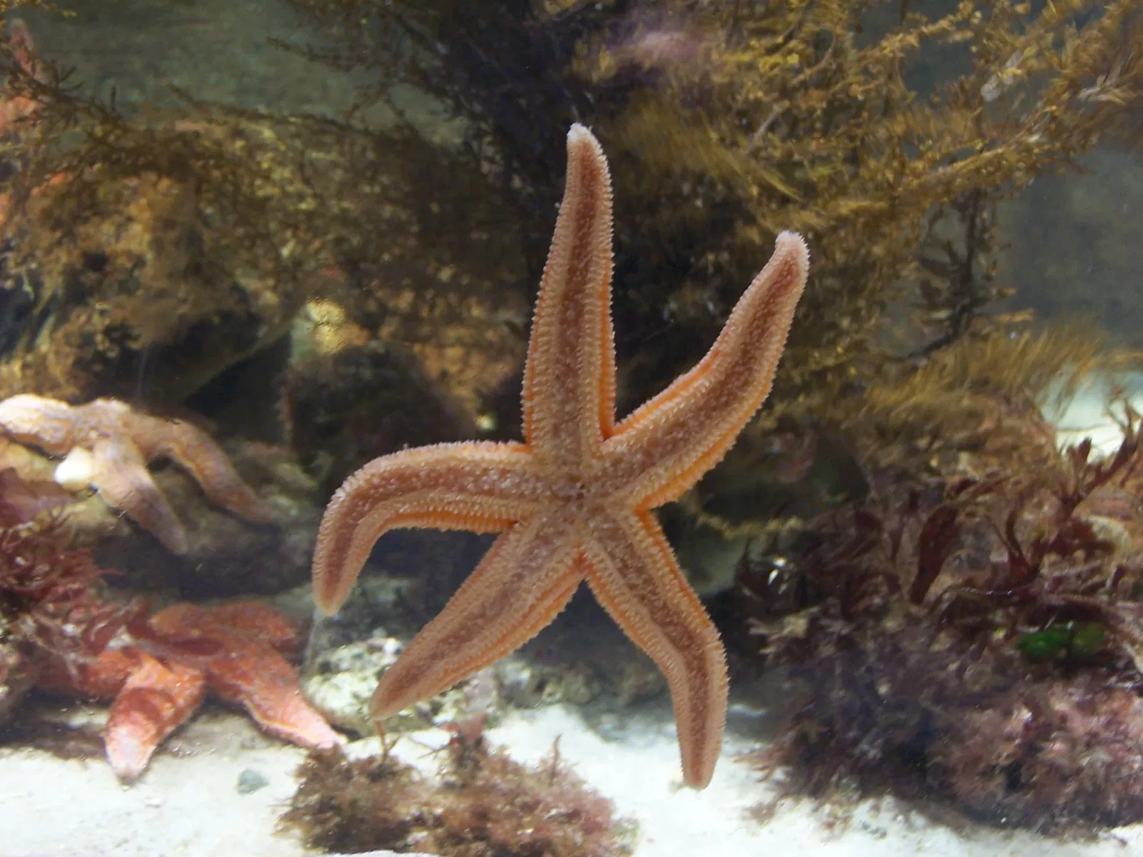 Aquarium de La Rochelle