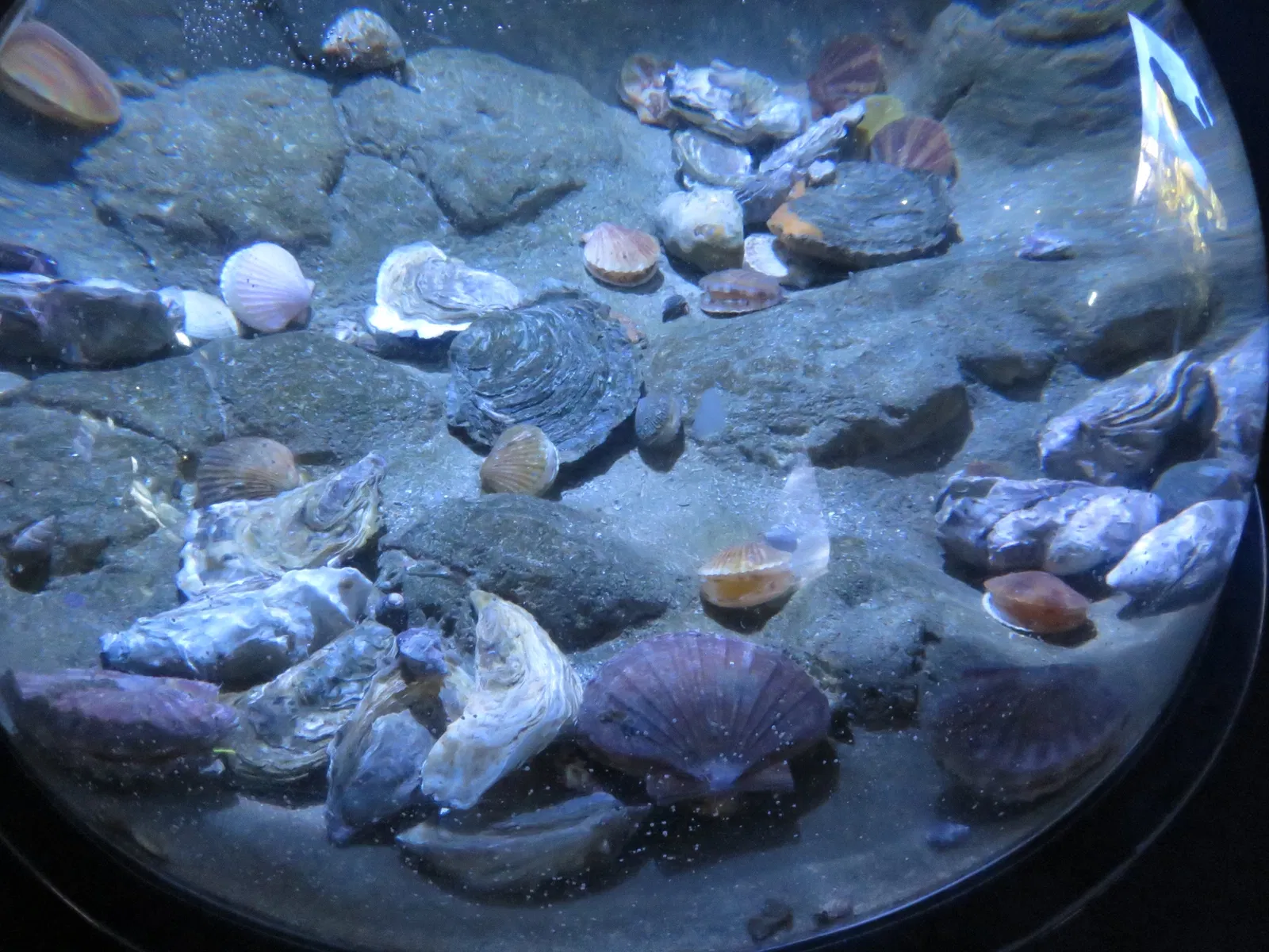 Aquarium de La Rochelle