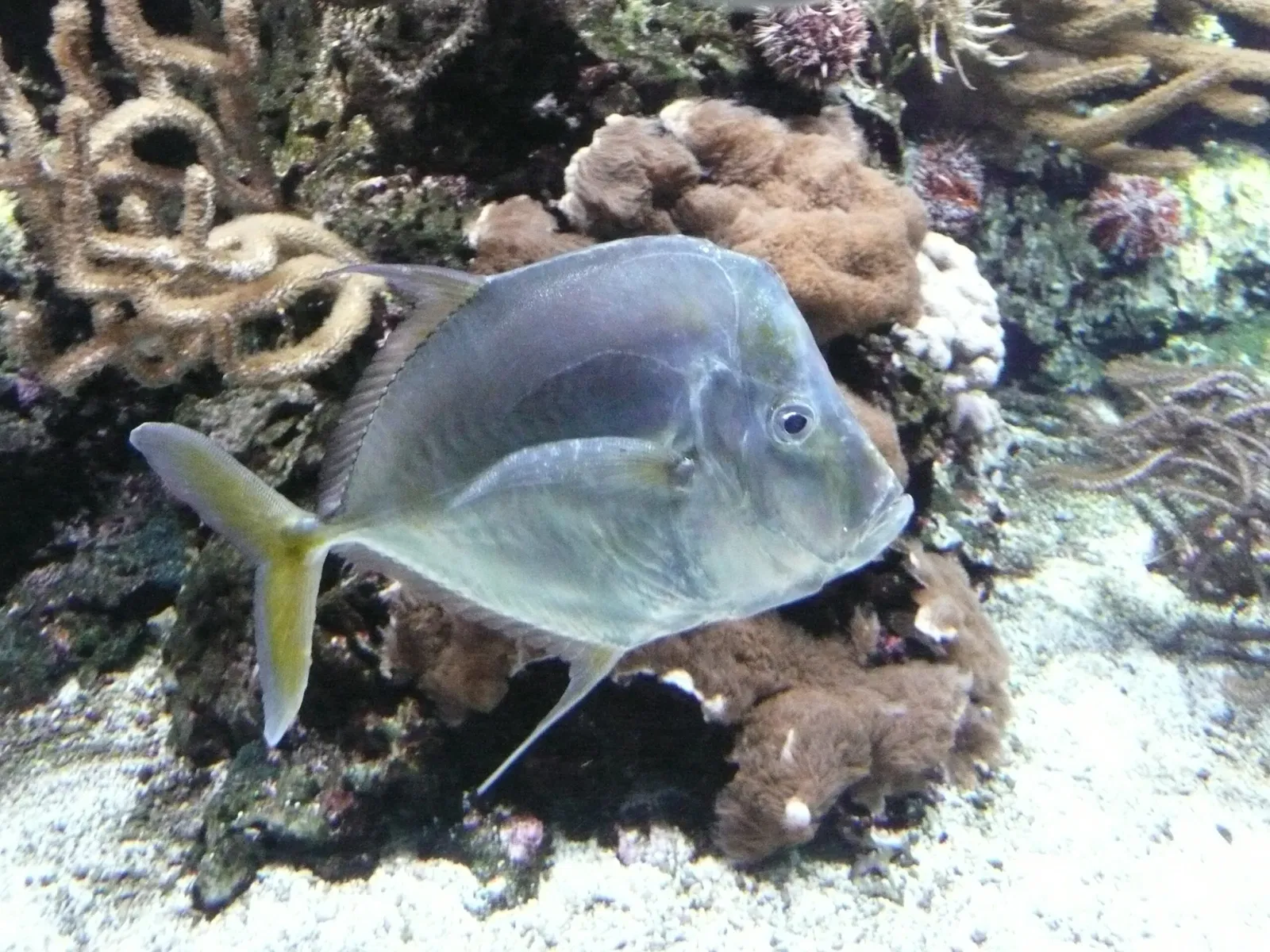 Aquarium de La Rochelle