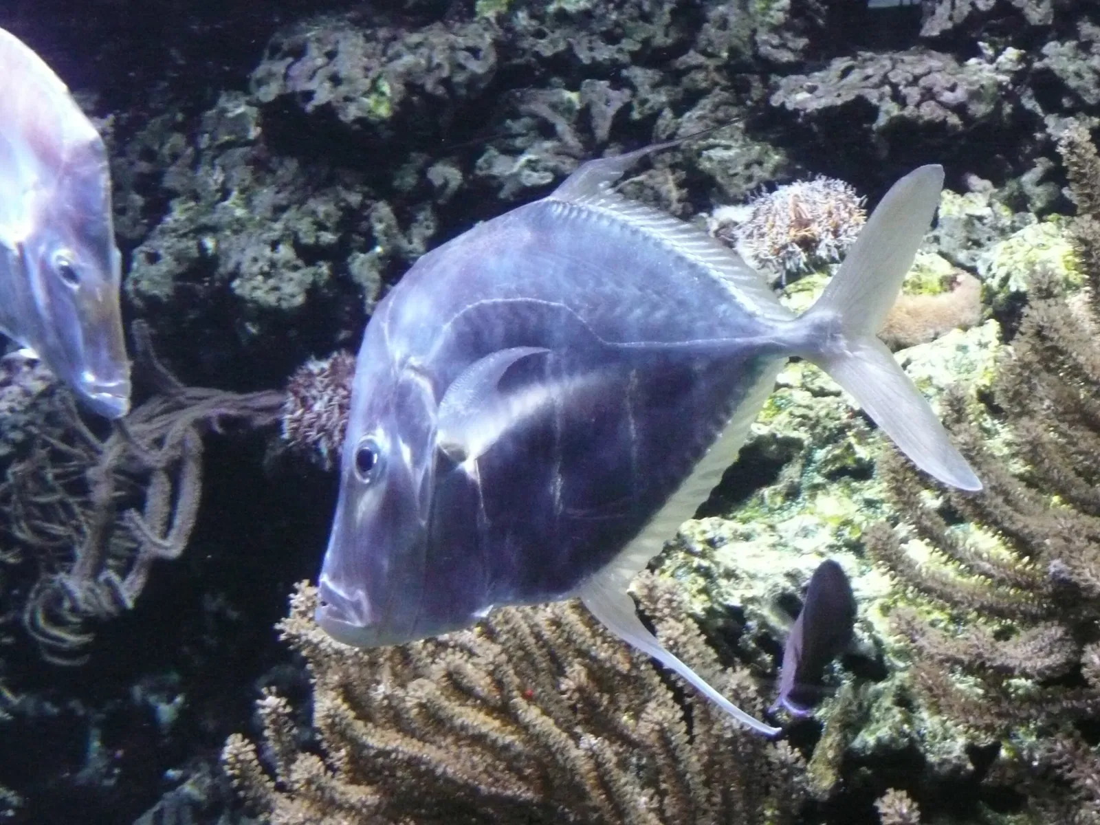 Aquarium de La Rochelle