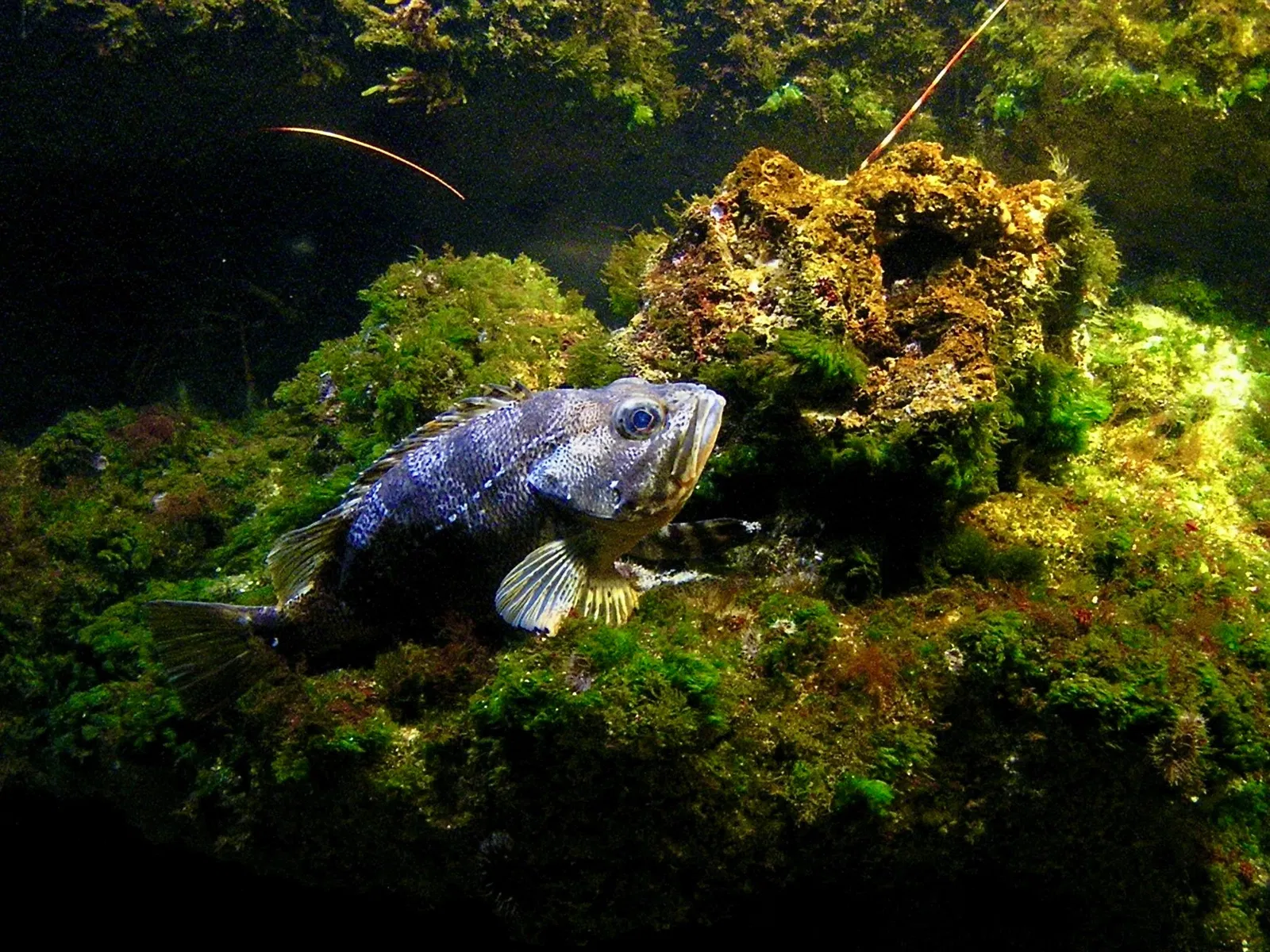 Aquarium de La Rochelle