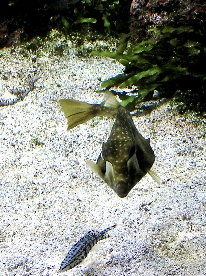 Aquarium de La Rochelle