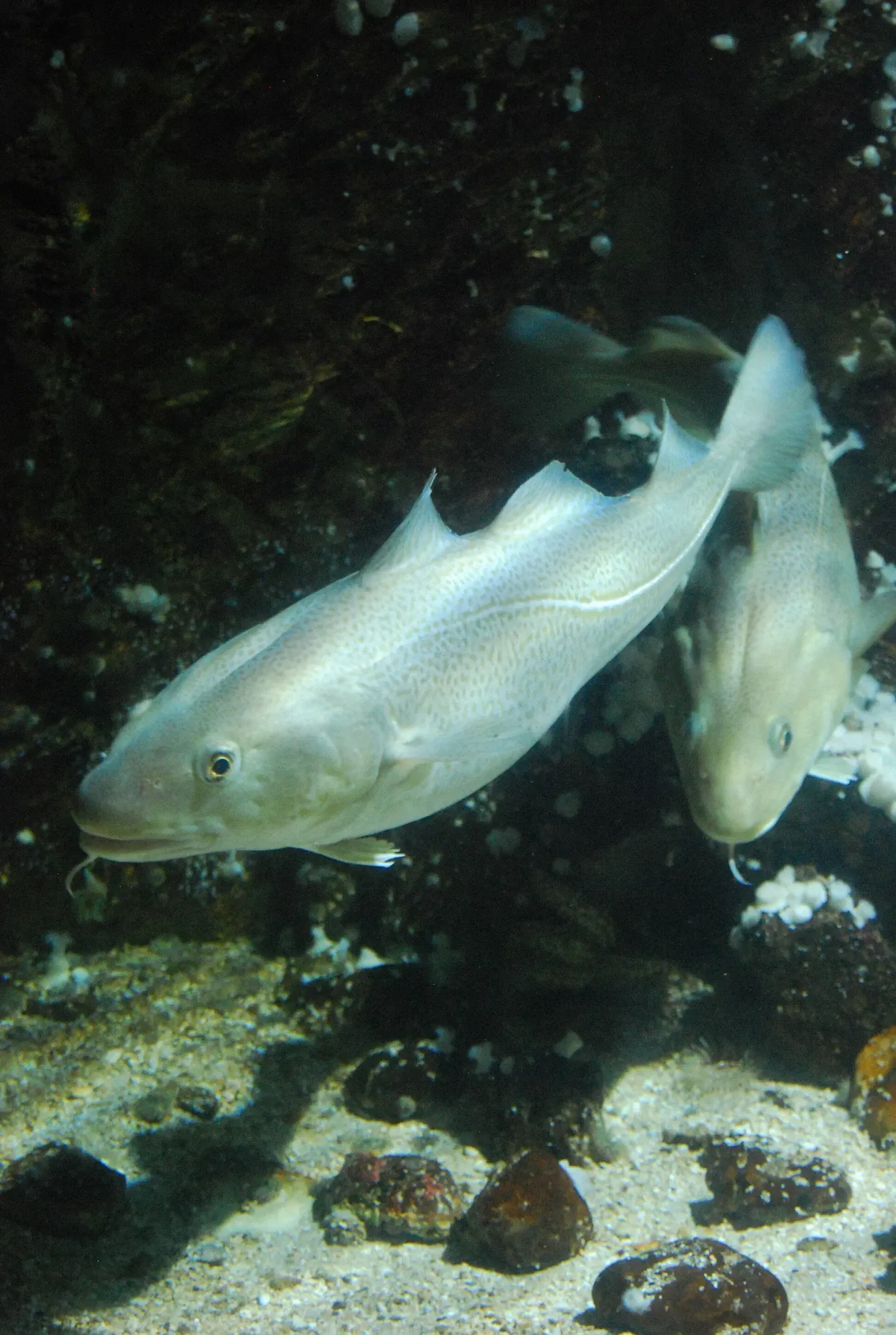 Aquarium de La Rochelle