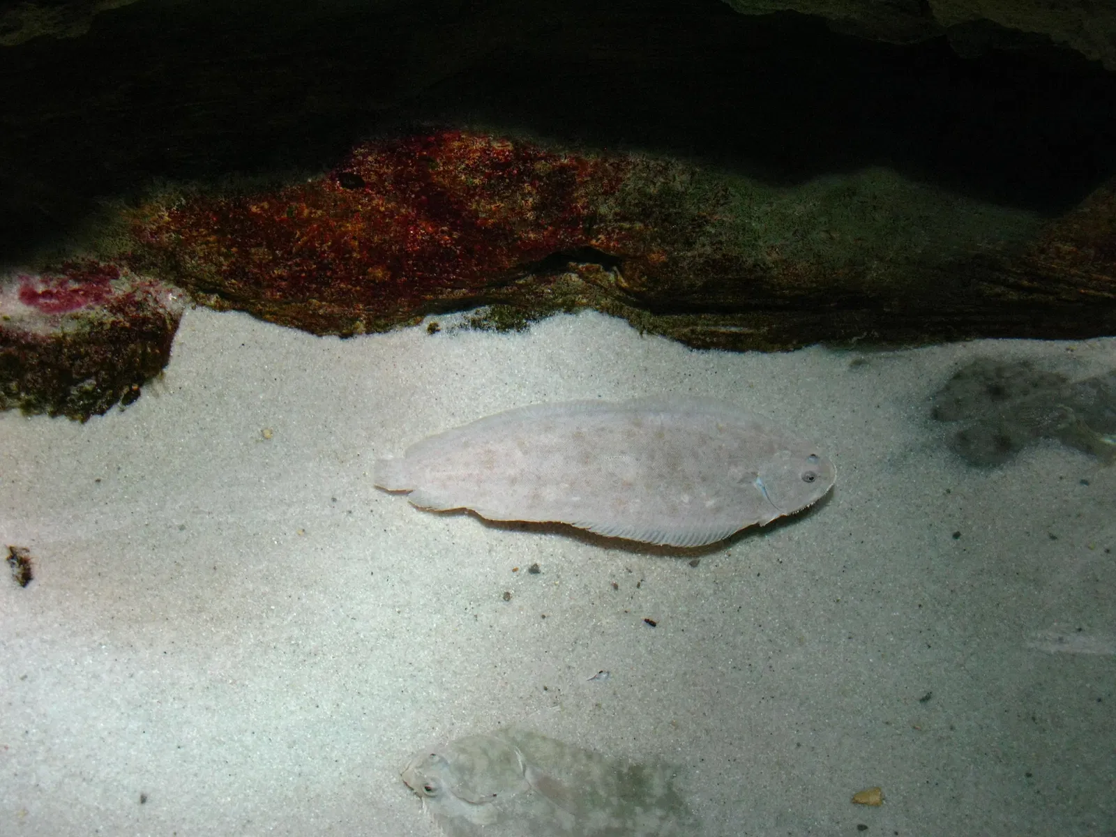Aquarium de La Rochelle