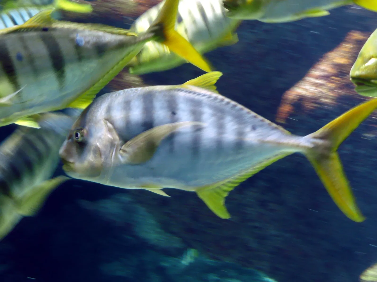 Aquarium de La Rochelle
