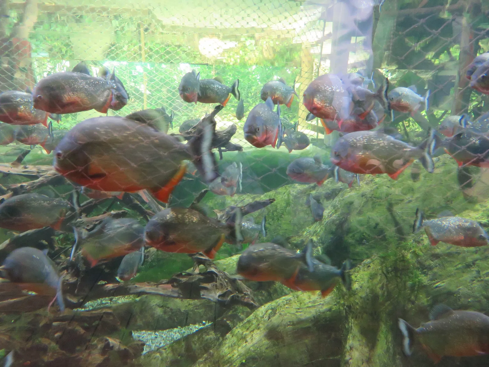 Aquarium de La Rochelle