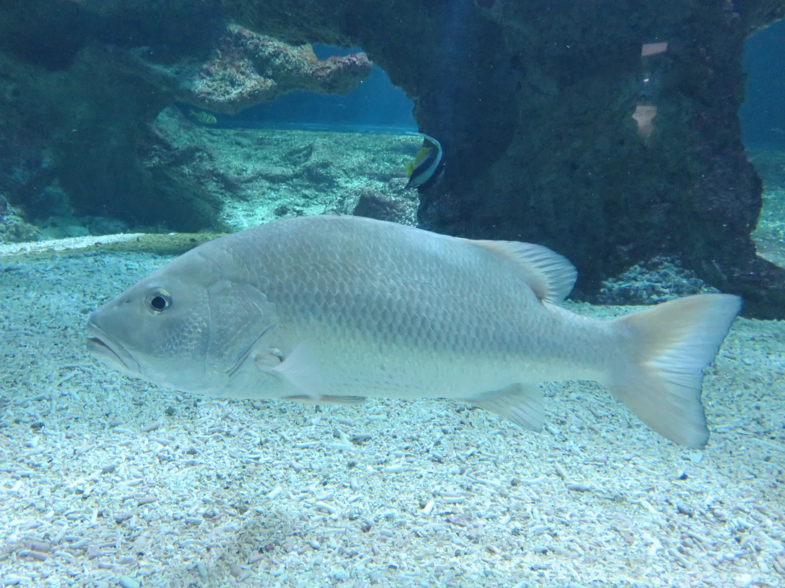 Aquarium de La Rochelle