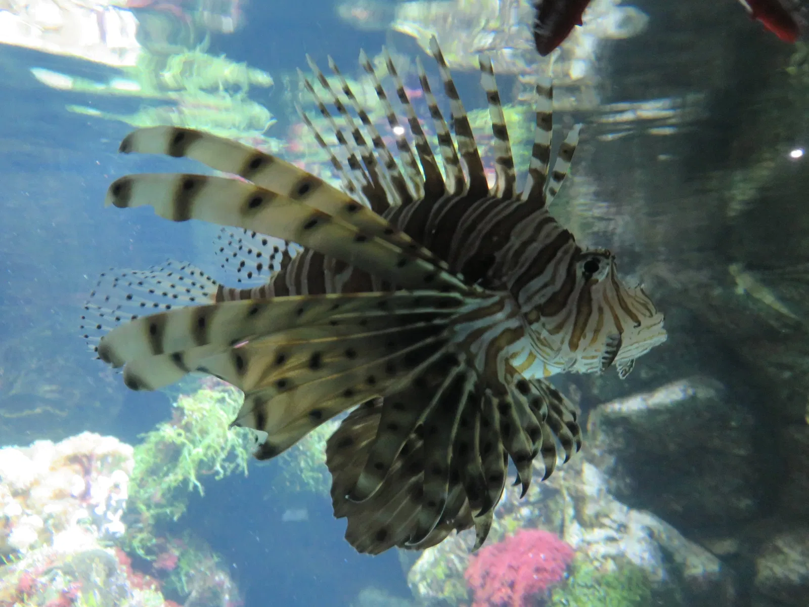 Aquarium de La Rochelle