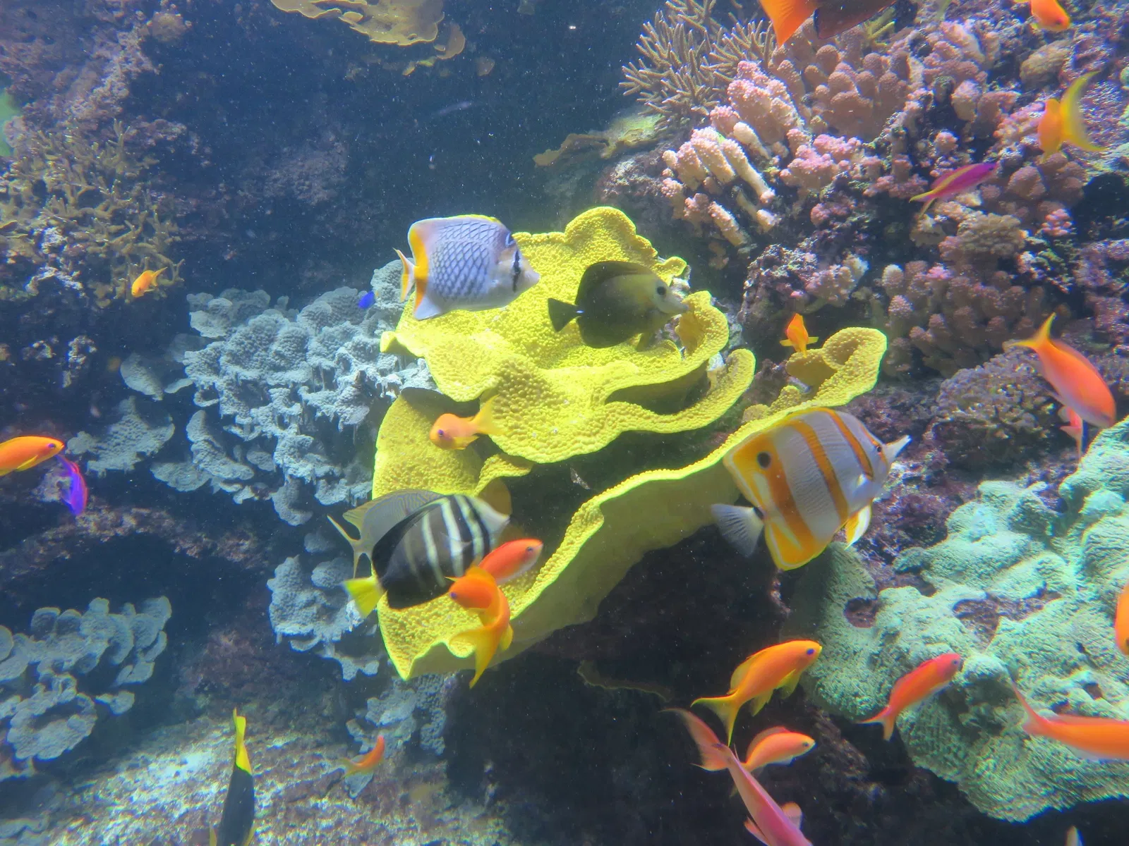 Aquarium de La Rochelle