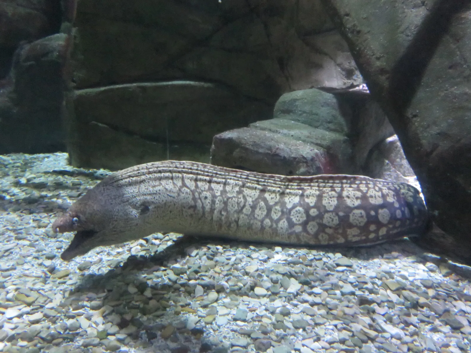 Aquarium de La Rochelle