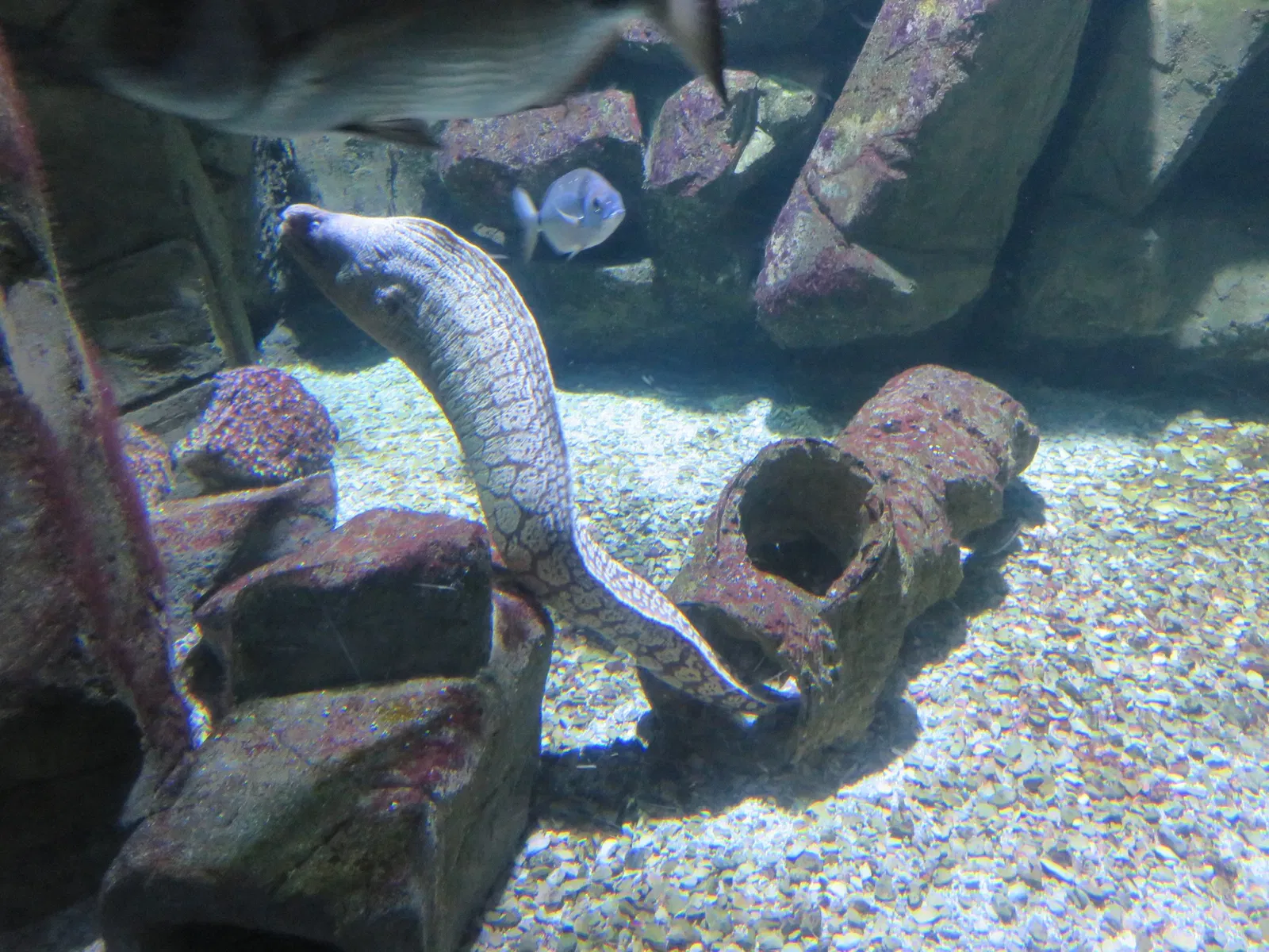 Aquarium de La Rochelle
