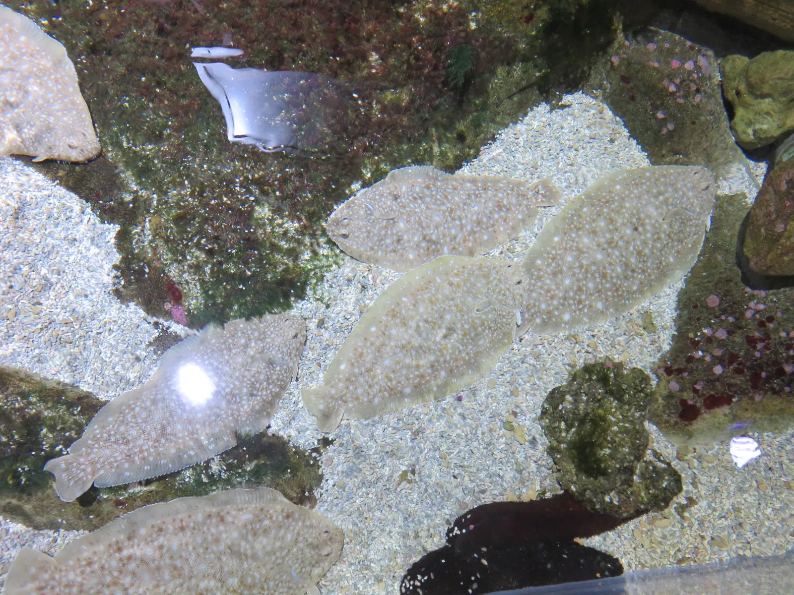 Aquarium de La Rochelle