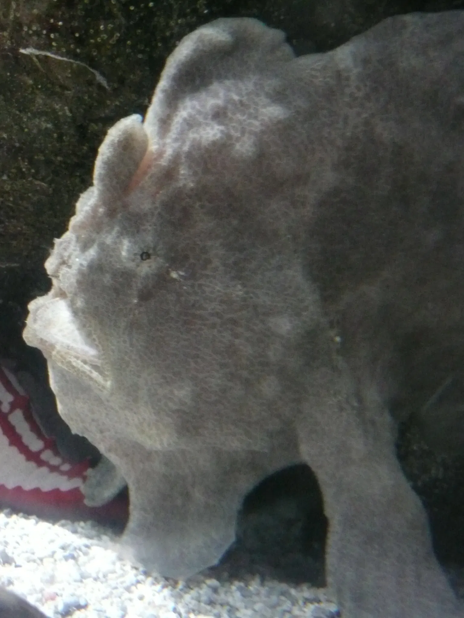 Aquarium de La Rochelle