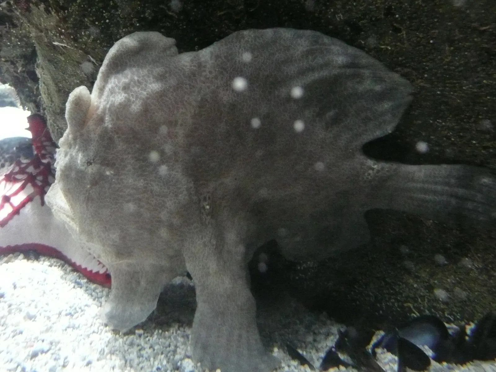 Aquarium de La Rochelle