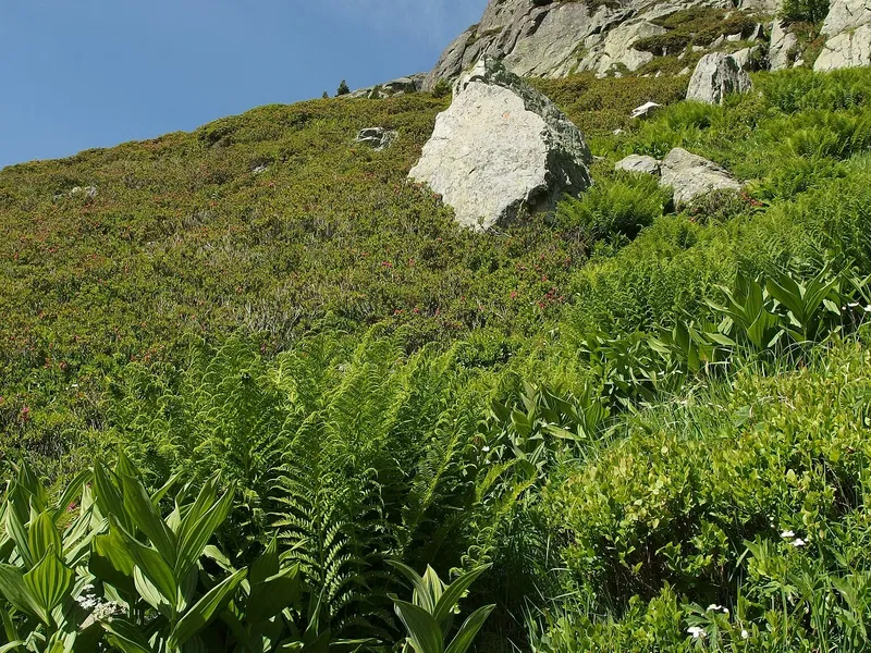 Aigulles Rouges Nature Reserve Aiguilles Rouges National Nature Reserve (Chamonix-Mont-Blanc ...